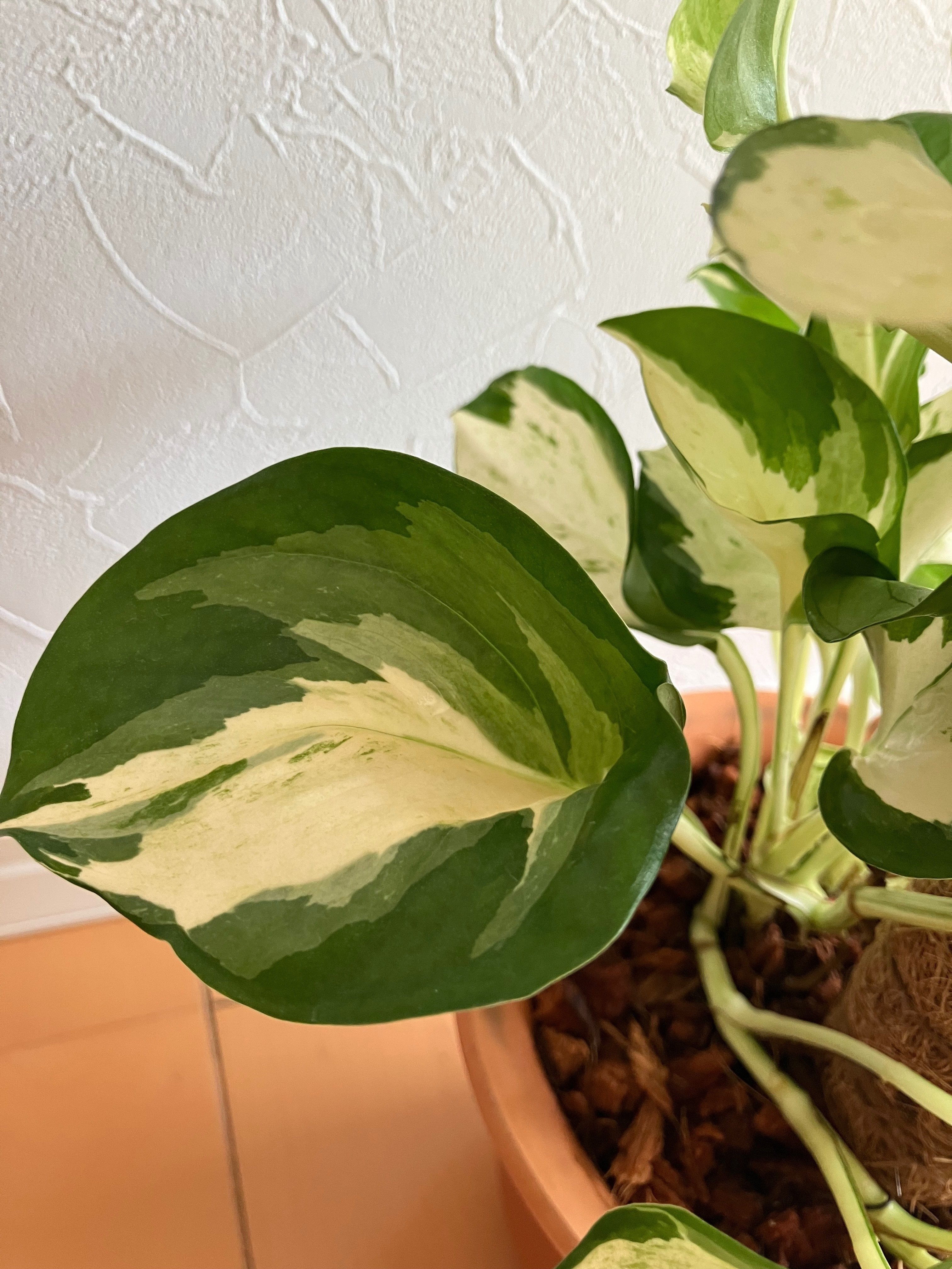 モンステラ・ポトス 緑色と白の斑点 約30cm モンステラ・ポトス 緑と白の斑入り