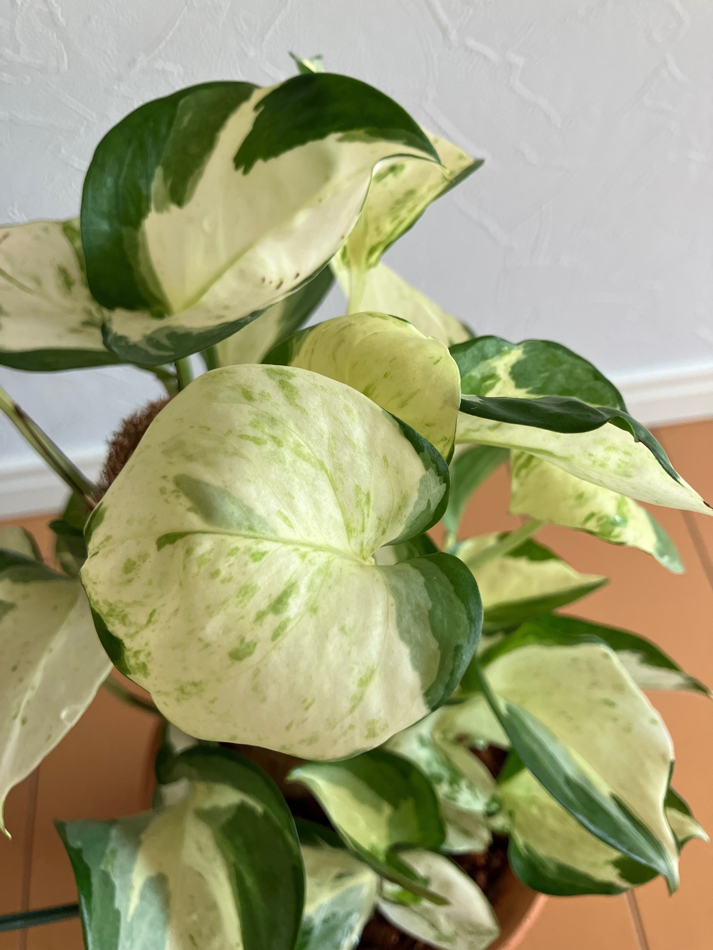 斑入りの植物がスキ》 ポトス ステータス & エンジョイ 《ただ、ただ