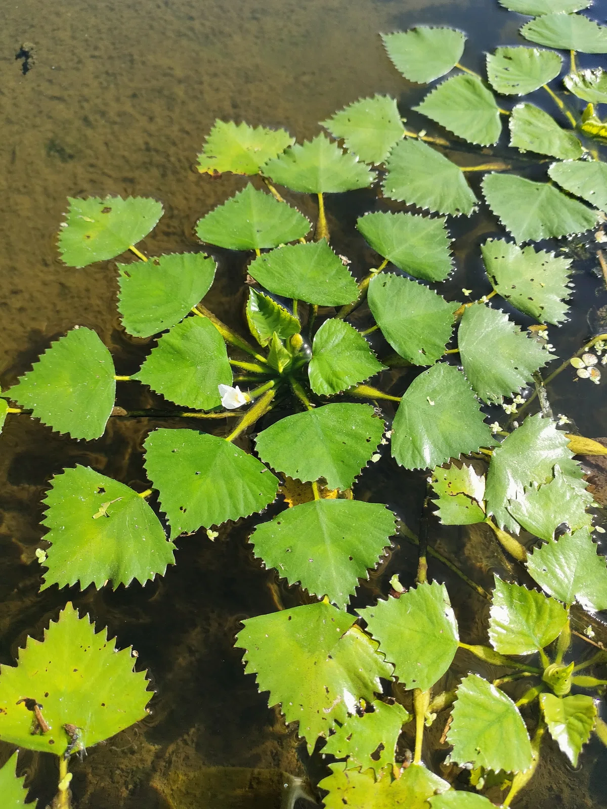 琵琶湖のヒシ/ウキクサ/水草たち|月澄狸