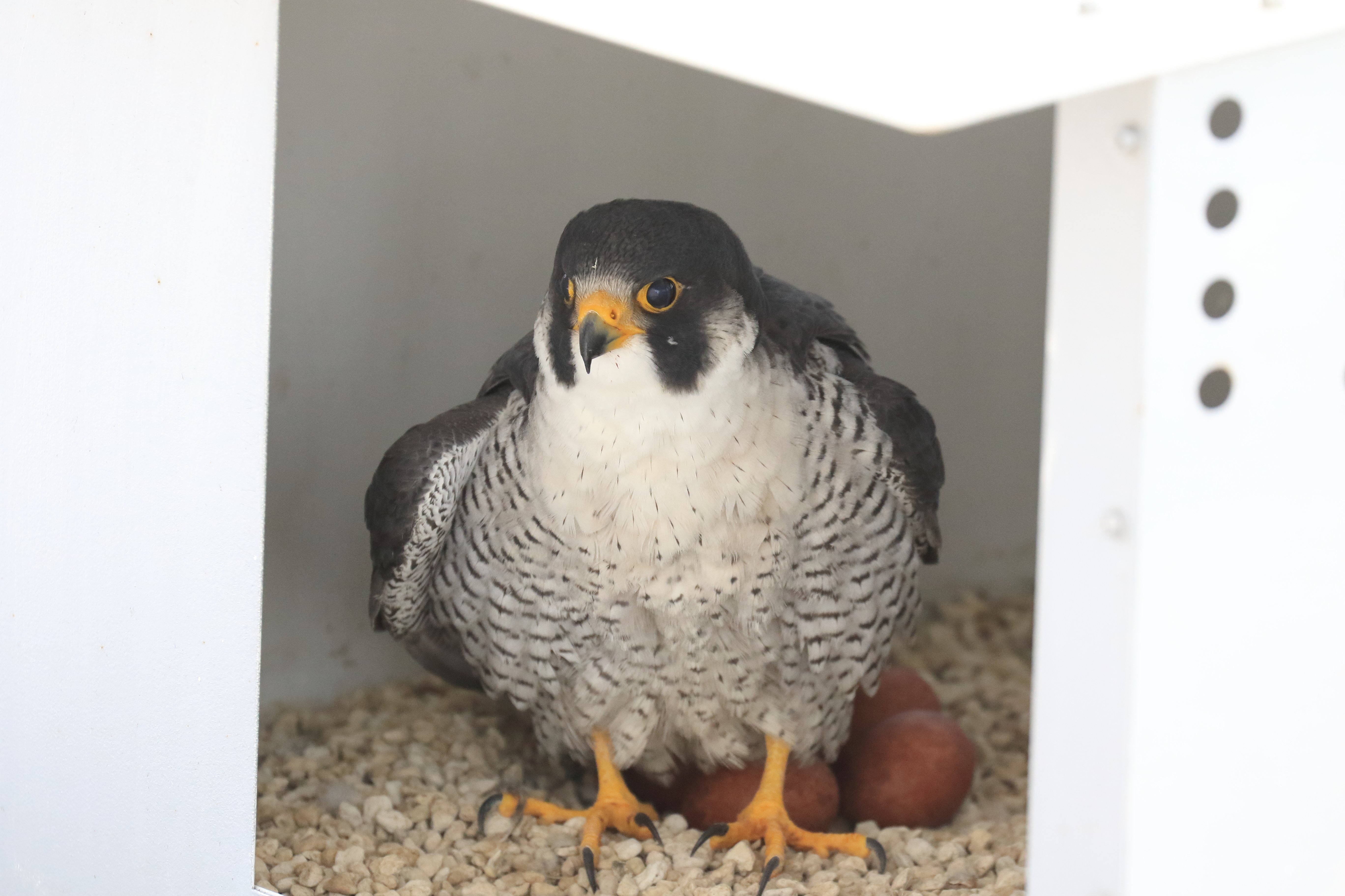 ハヤブサ(確認してください) 空へ羽ばたけ！未来へつなぐ命～東北電力が見守るハヤブサの巣立ち