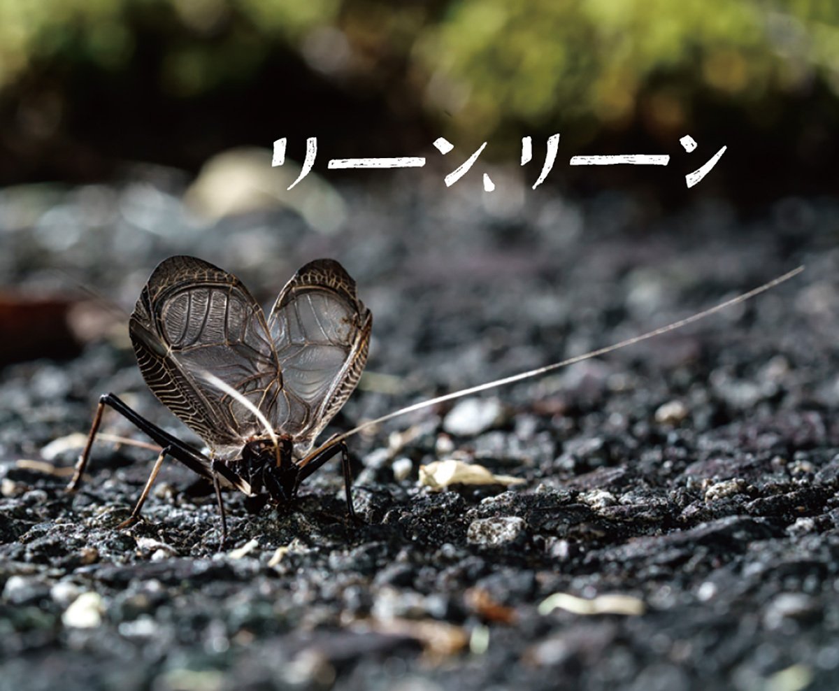 秋の夜長に、虫の声｜ブンイチ（文一総合出版）