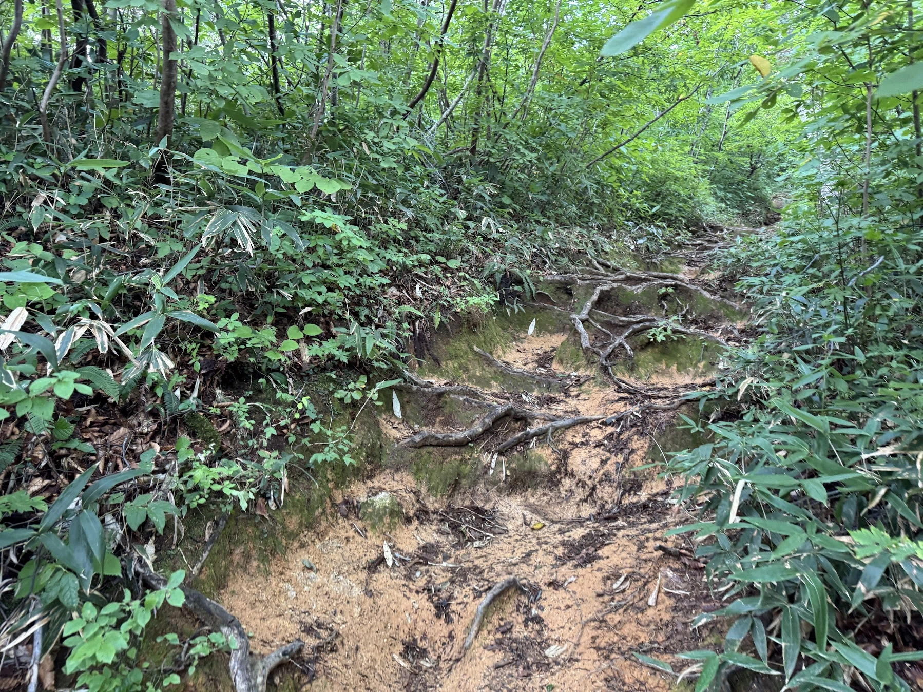≪登山旅行記≫朝日連峰の主峰 大朝日岳へ｜ミズ