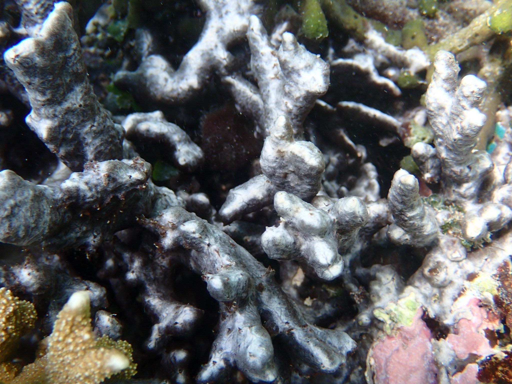 とある生物が引き起こす、サンゴの白化ならぬ