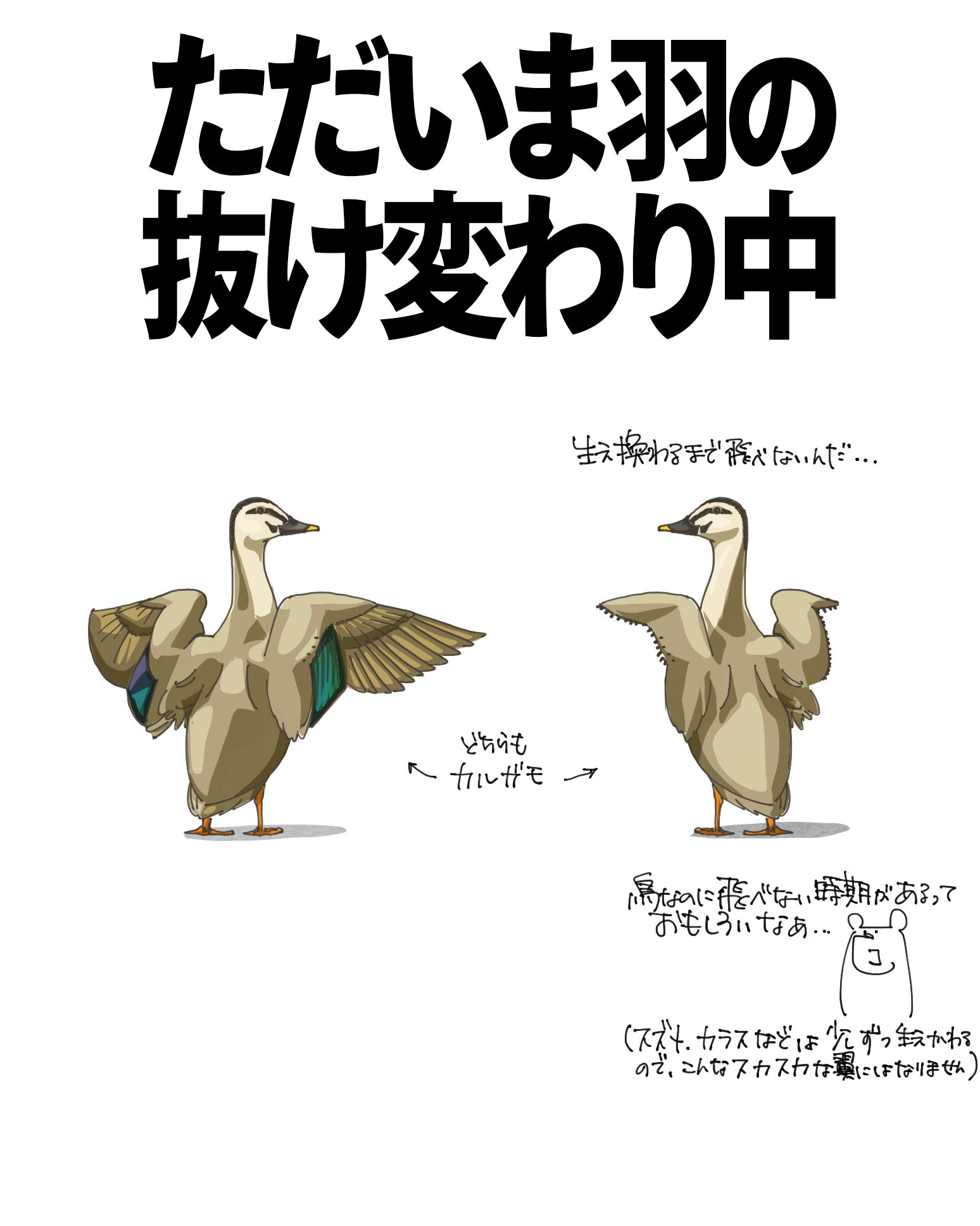 ただいま羽の抜け変わり中｜くますけ｜自然ガイド・クリエイター