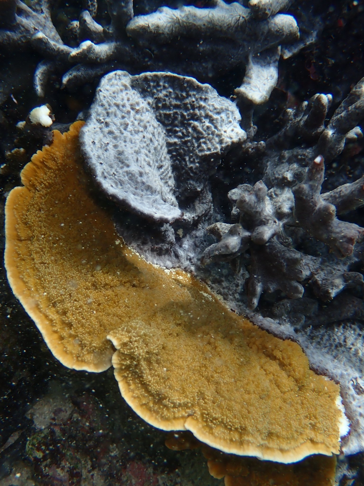 とある生物が引き起こす、サンゴの白化ならぬ