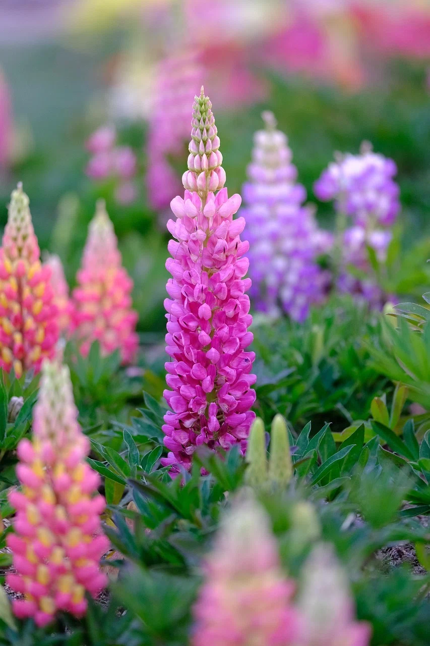 【100 Yen Download】Lupine Pattern｜刺繍布小物MomonoHa