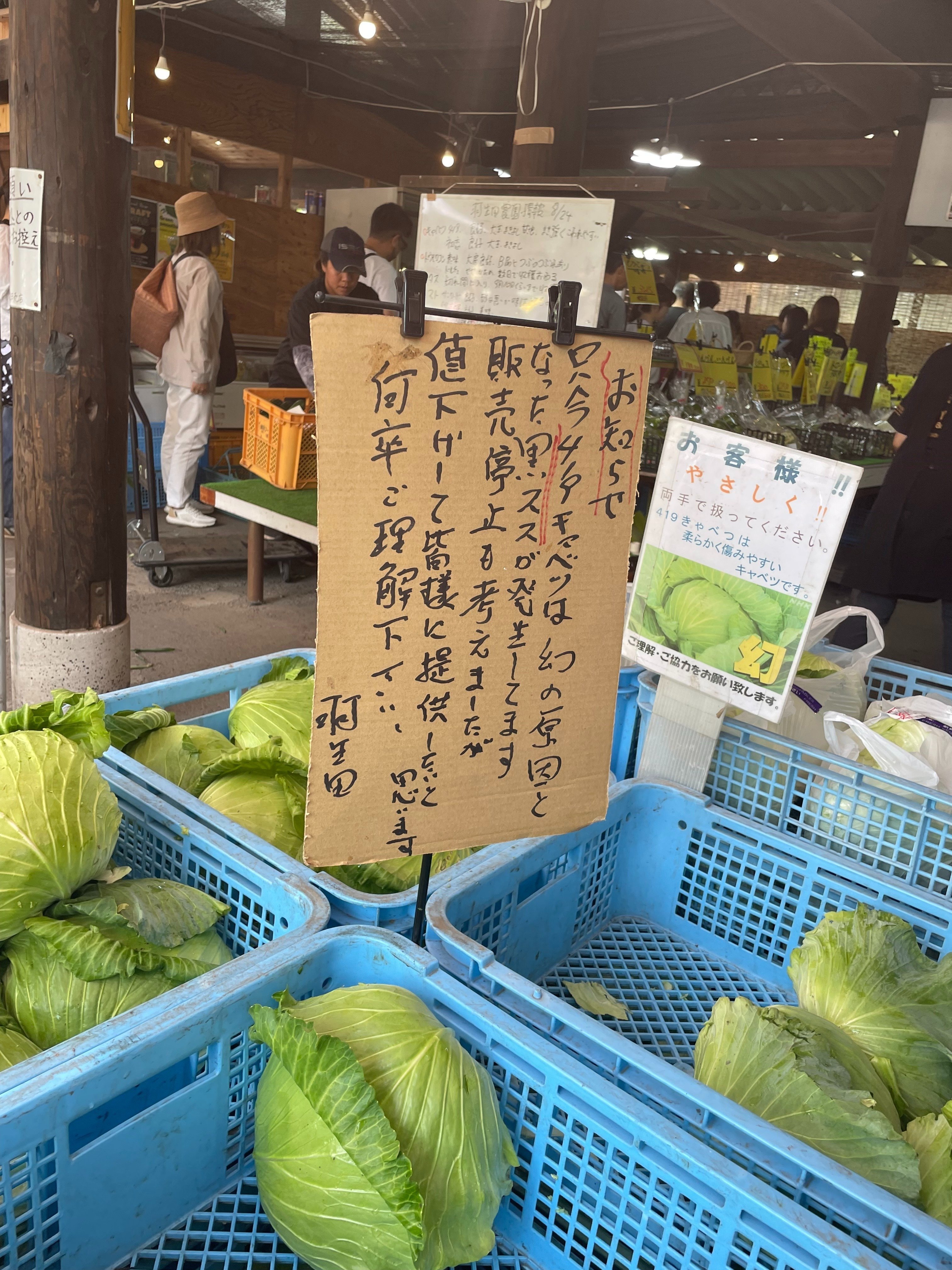 幻のキャベツ419を買ってきた｜こみ