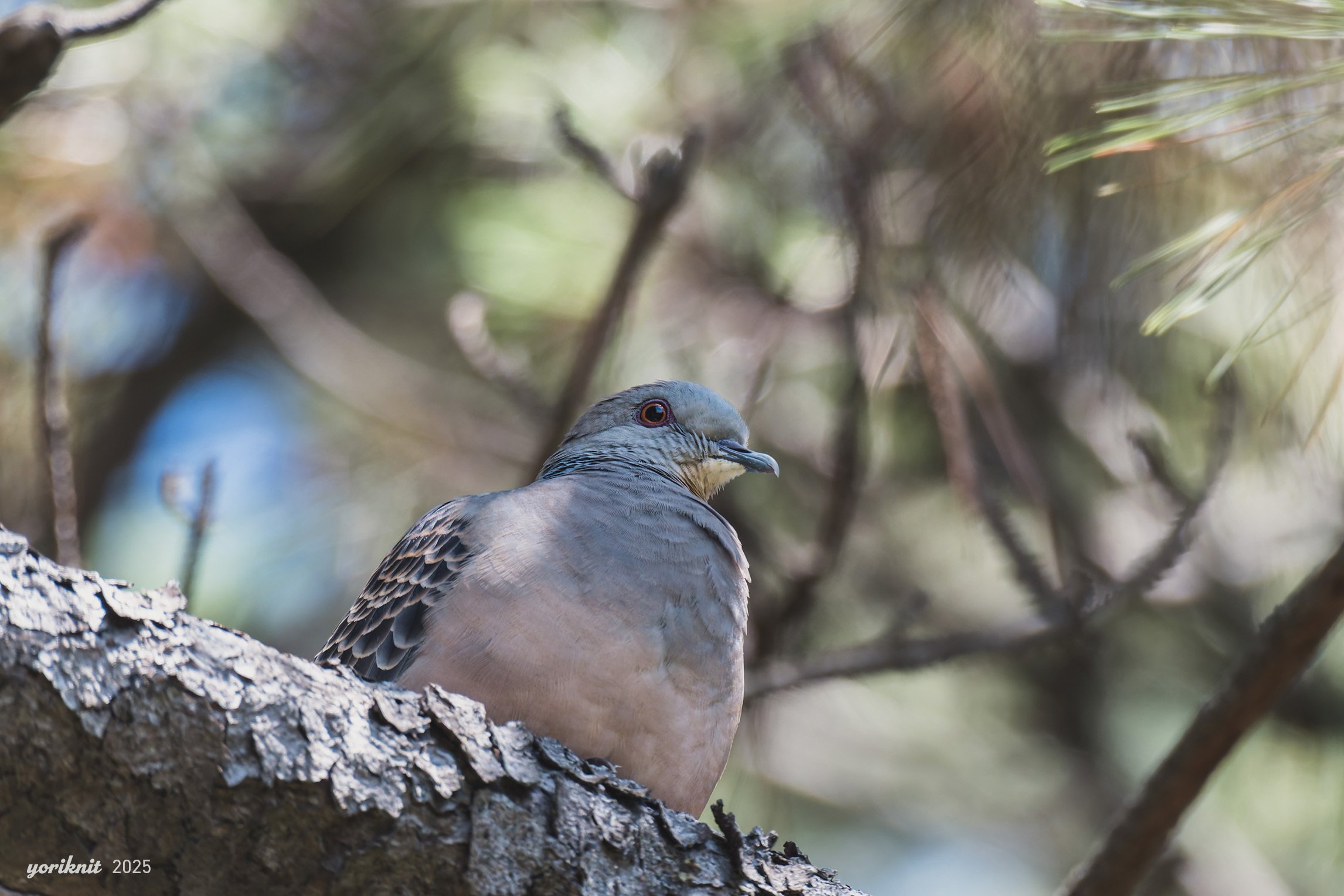 野鳥スナップとか。 ｜ Nikon Zf｜yoriknit