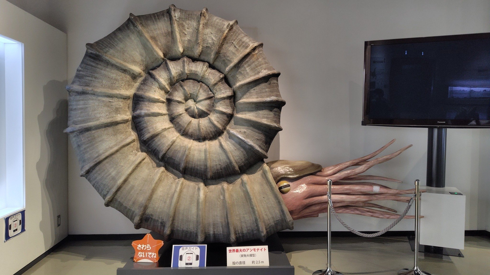 日本の化石 北海道三笠市幾春別川のアンモナイト密集母岩