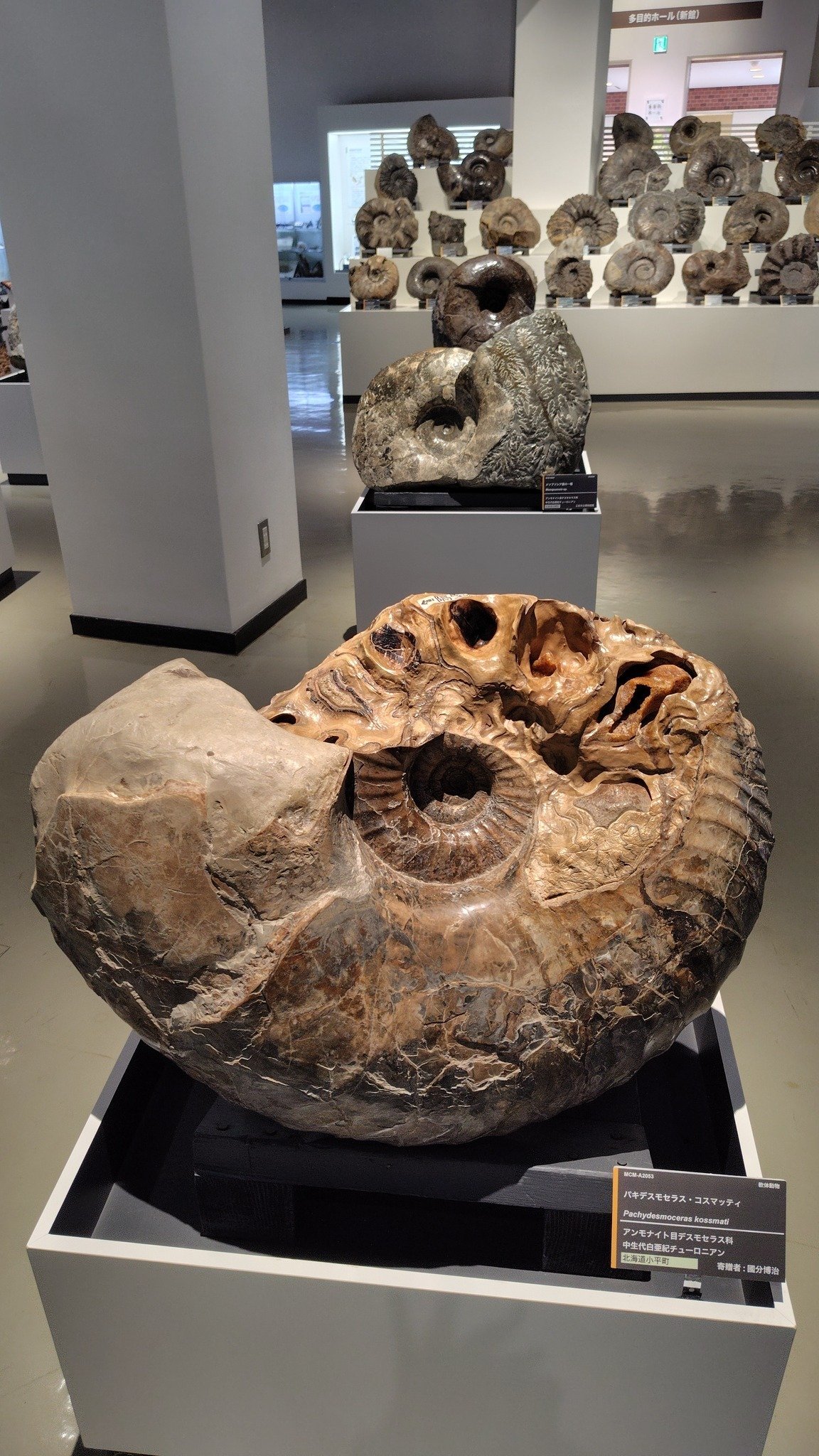 三笠市立博物館 アンモナイト三昧｜岩井千華 Chika Iwai