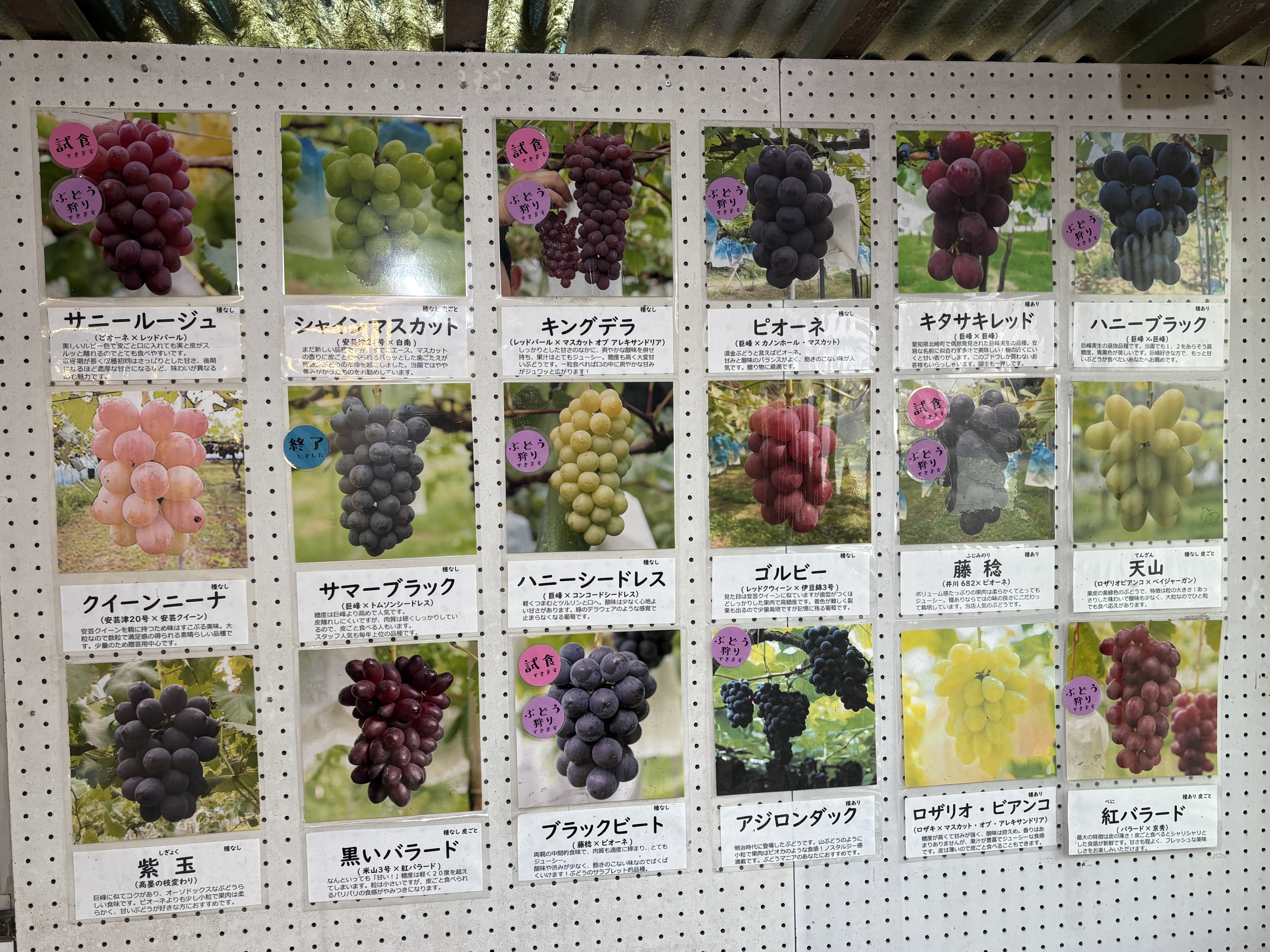 幻のぶどうin須金🍇｜ぎょろ