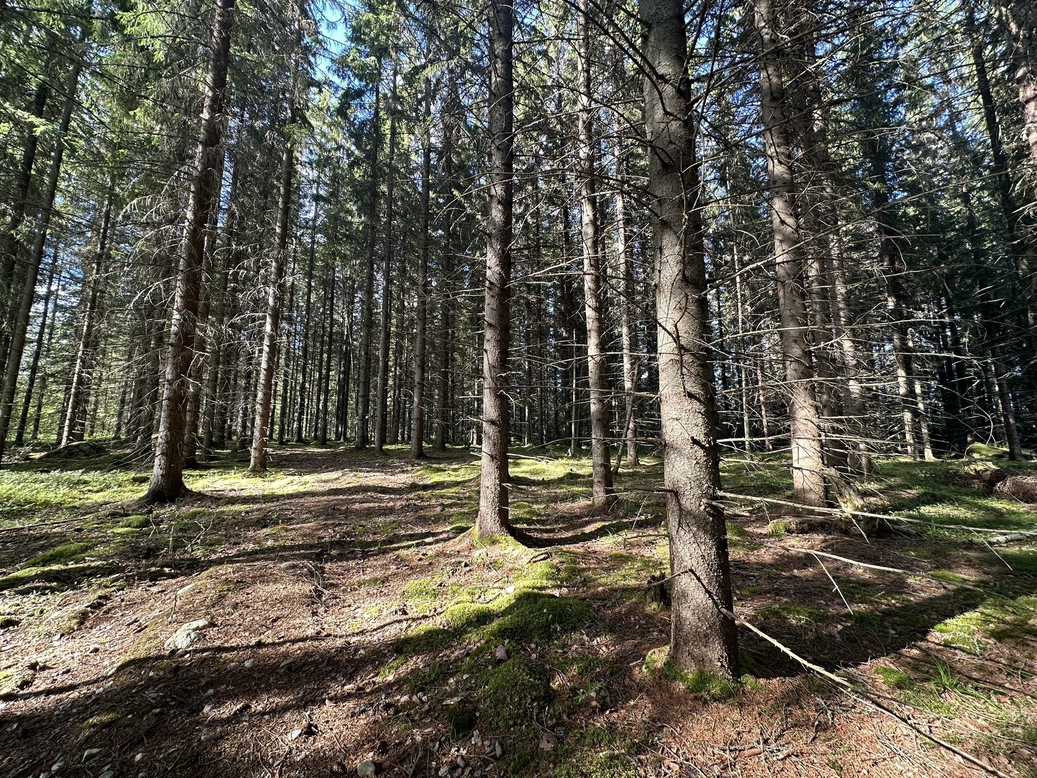 真夏の毒キノコ騒動 in フィンランド｜Orangeの時間 by wisteria