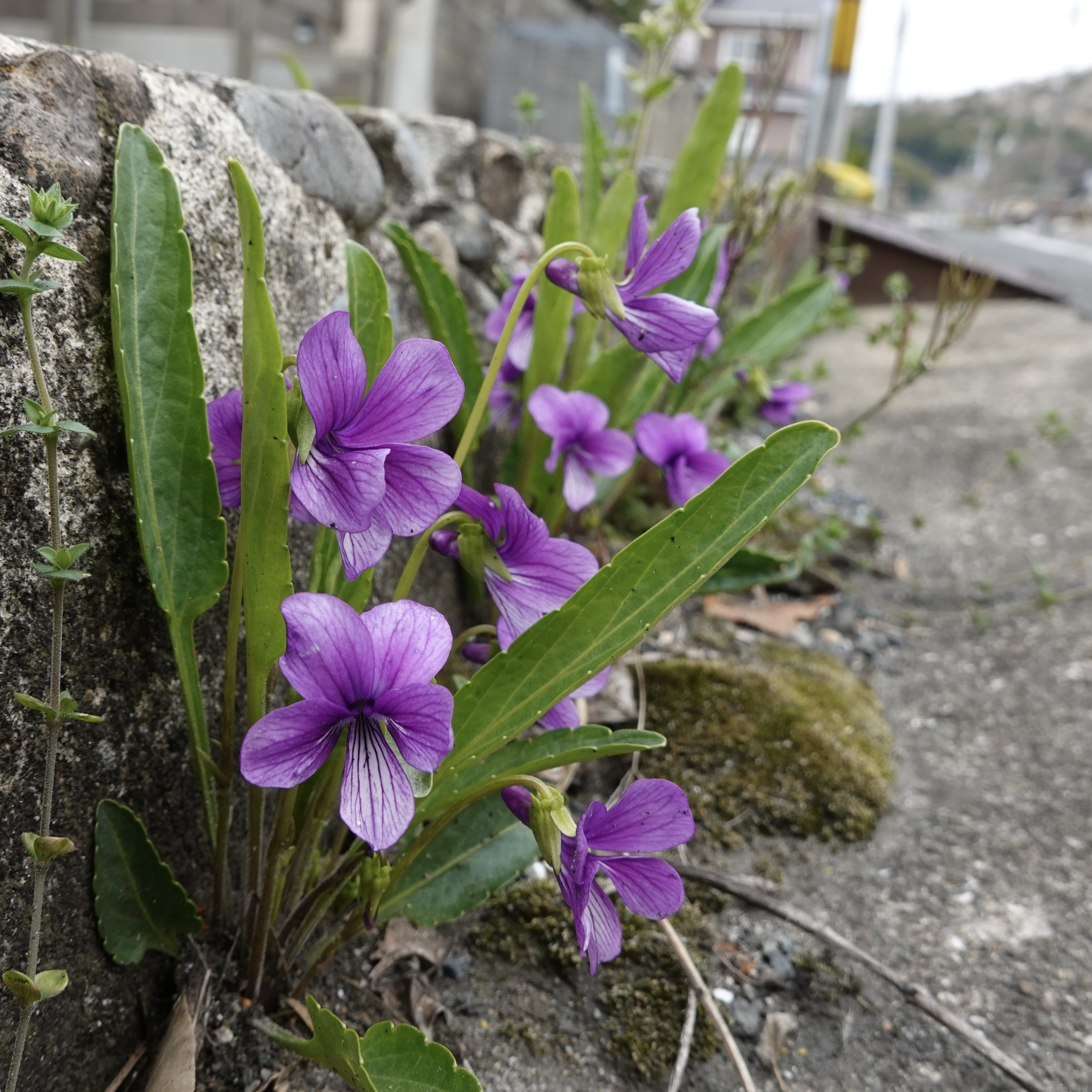 5. スミレとは｜noteスミレの部屋