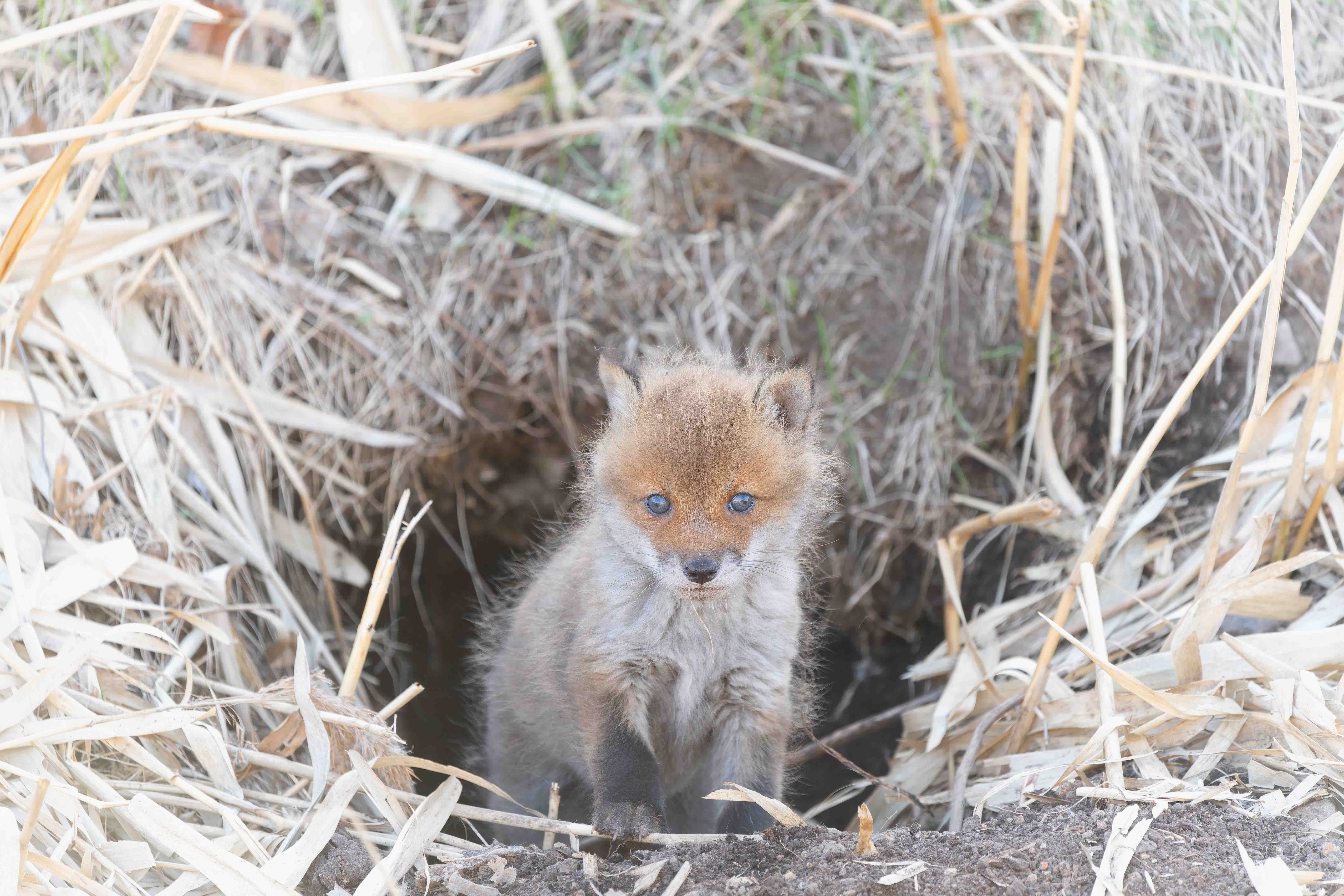 きつねページ あさひ名画座第39弾「キタキツネ物語」(アサヒメイガザダイサン