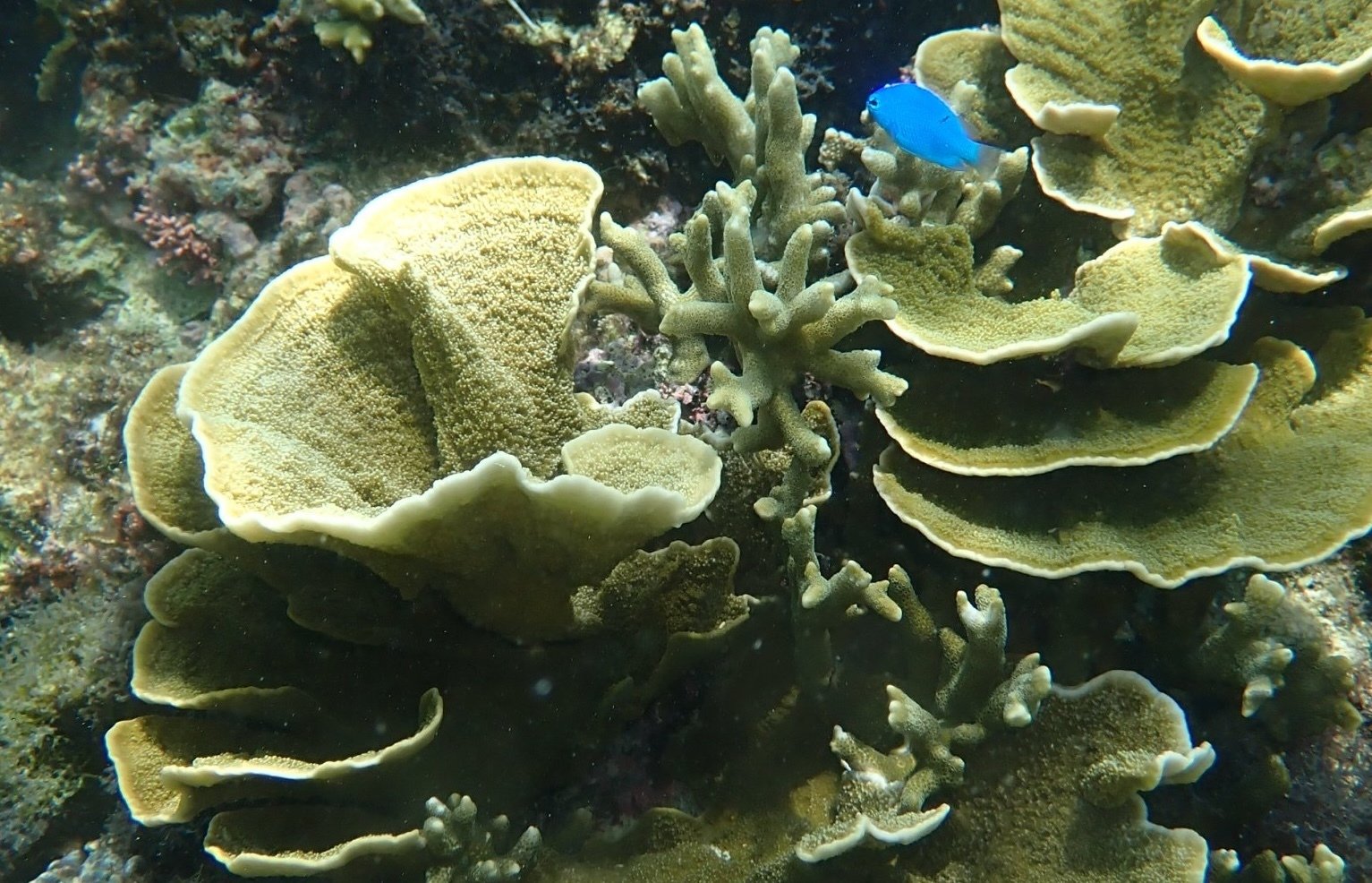 とある生物が引き起こす、サンゴの白化ならぬ