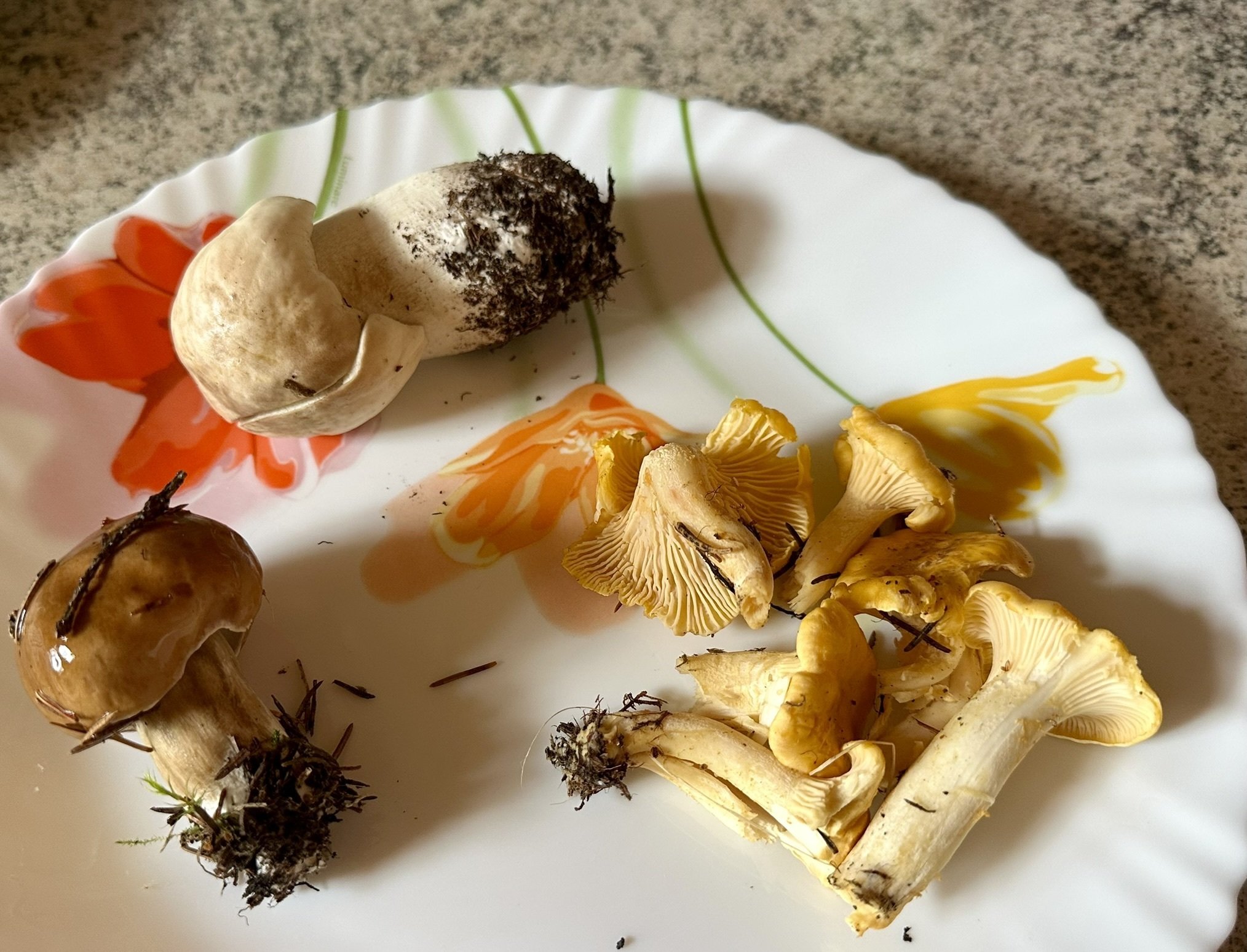 真夏の毒キノコ騒動 in フィンランド｜Orangeの時間 by wisteria