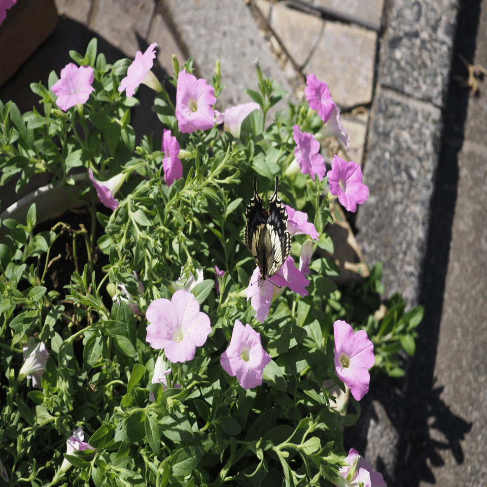 虫嫌いを克服させる千本ノック 248本目 キアゲハ（黄揚羽蝶）夏型の