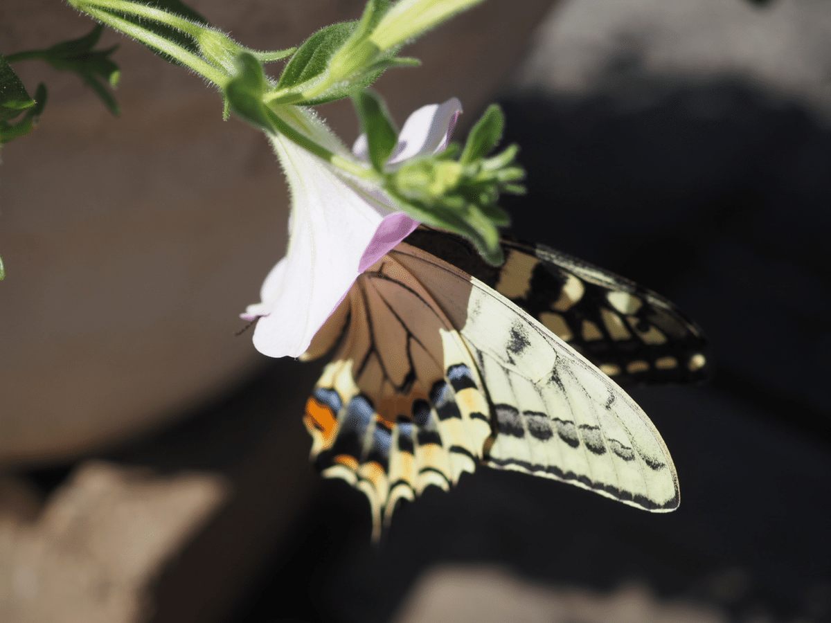 虫嫌いを克服させる千本ノック 248本目 キアゲハ（黄揚羽蝶）夏型の