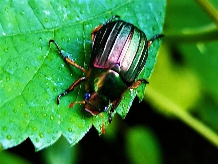 いきもの散歩～昆虫編🐞創樹写真館｜創樹（もとき）