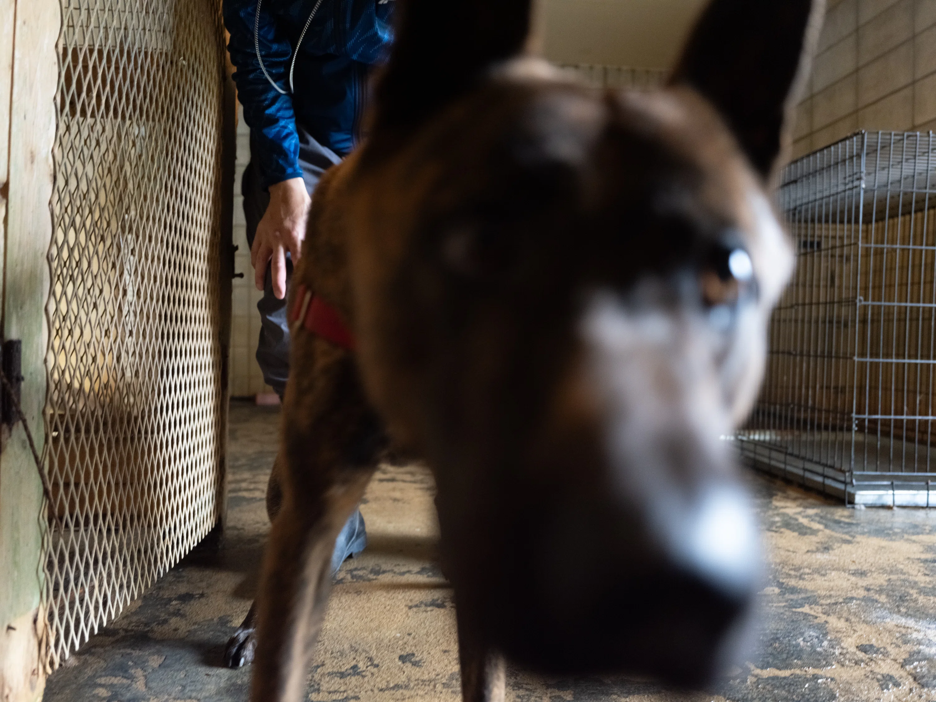 沖縄・琉球犬の子犬に会いに ― 那覇から宮古島へ【犬をめぐる旅の記録
