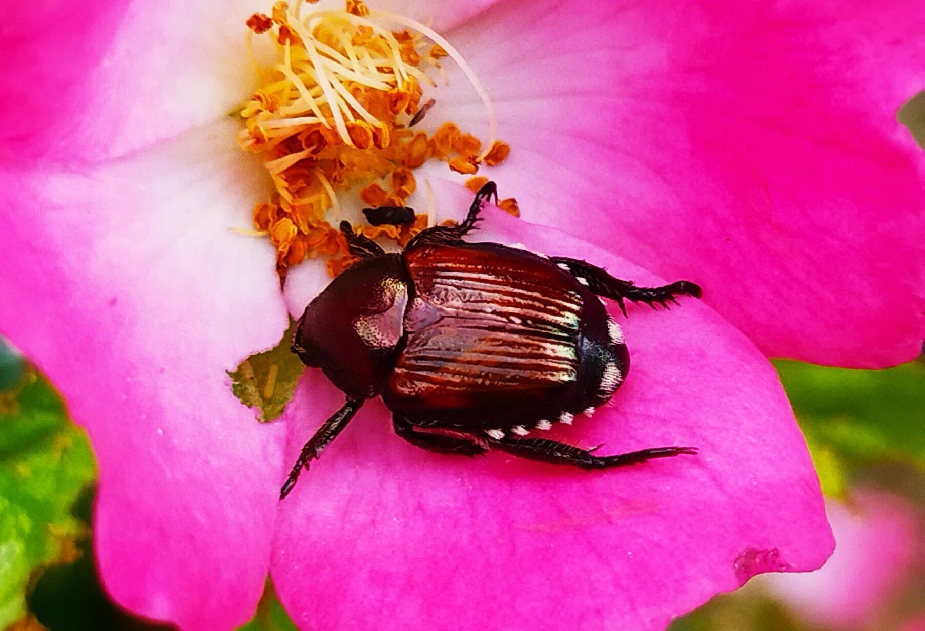 いきもの散歩～昆虫編🐞創樹写真館｜創樹（もとき）