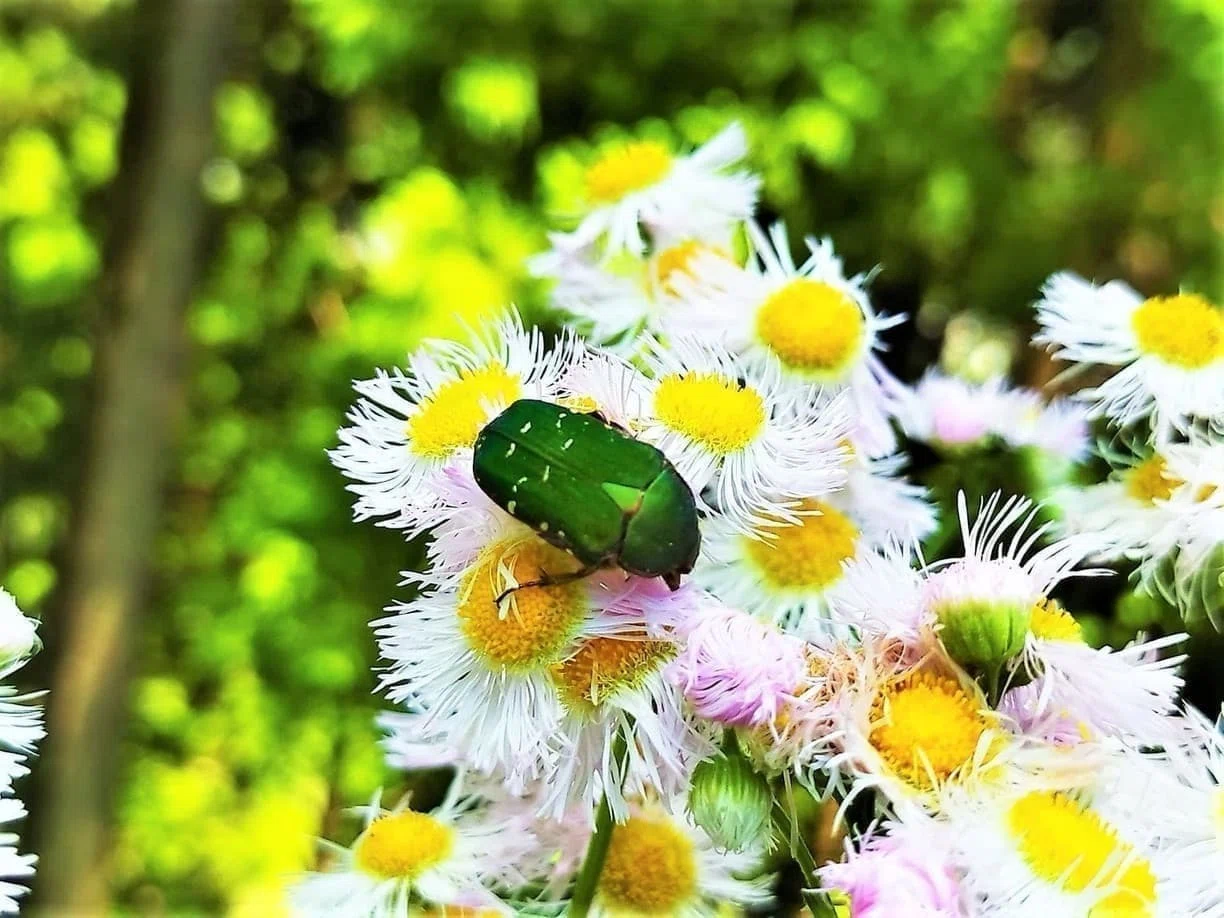 いきもの散歩～昆虫編🐞創樹写真館｜創樹（もとき）