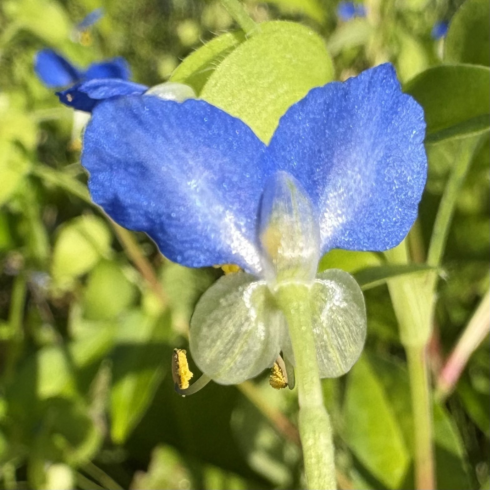 露草を想う｜pirkamer