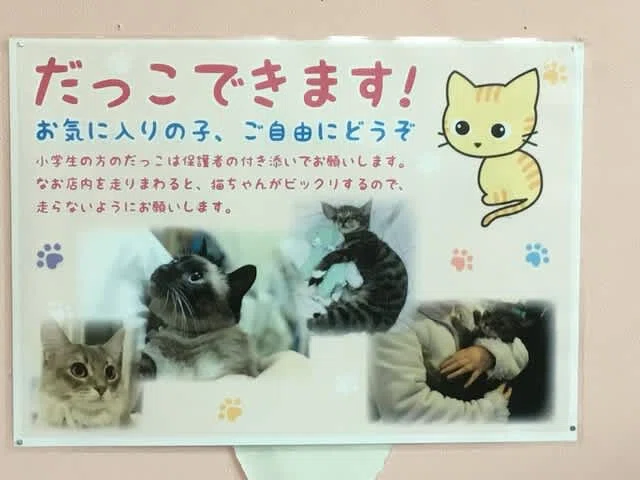 癒しの猫カフェ「ニャン'zcompany」さん｜(株)阿部八商店グリンガス