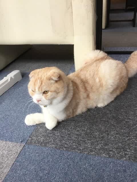 癒しの猫カフェ「ニャン'zcompany」さん｜(株)阿部八商店グリンガス