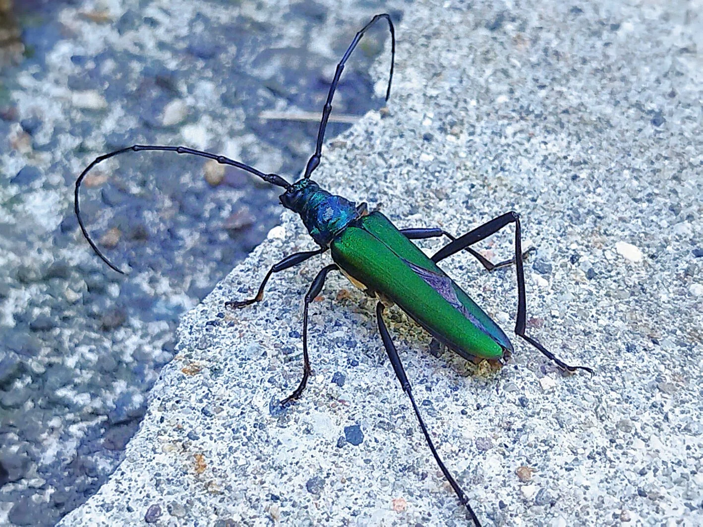 いきもの散歩～昆虫編🐞創樹写真館｜創樹（もとき）