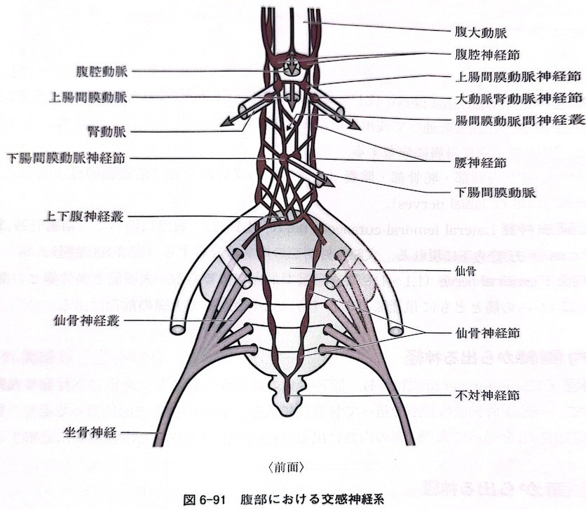 仙尾関節の特徴と尾骨痛について | 京都の整体【託児サービス