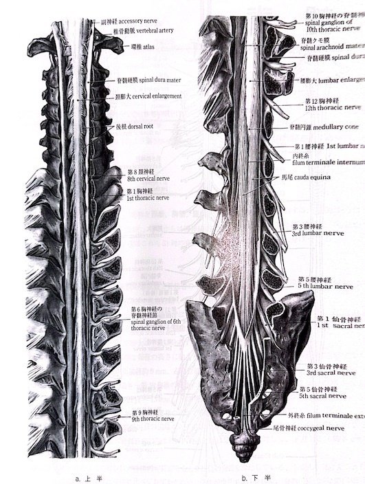 オステオパシーの診断と治療 仙骨を中心とした診かた オステオパシーの診断と治療 ―仙骨を中心とした診かた