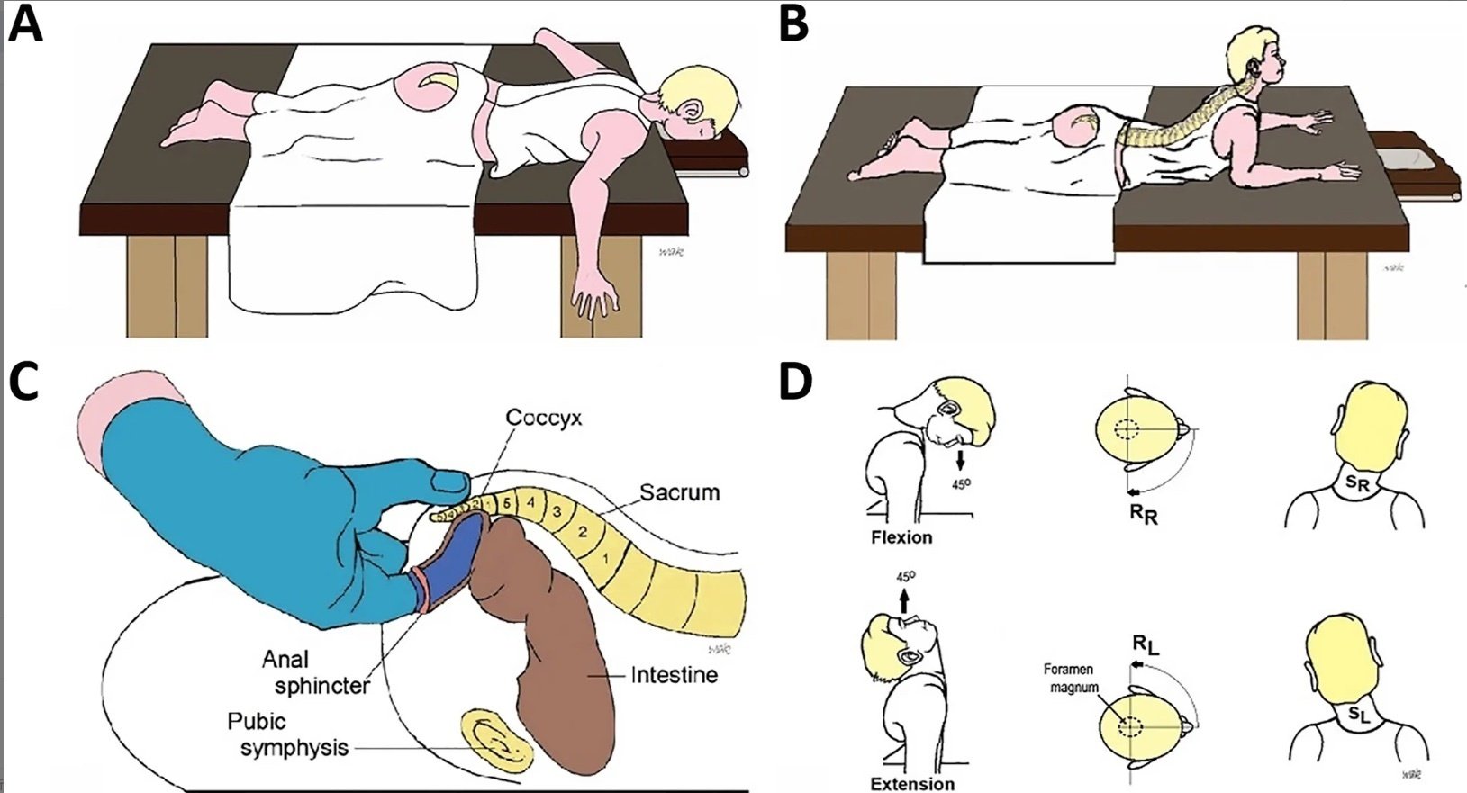 仙尾関節の特徴と尾骨痛について | 京都の整体【託児サービス