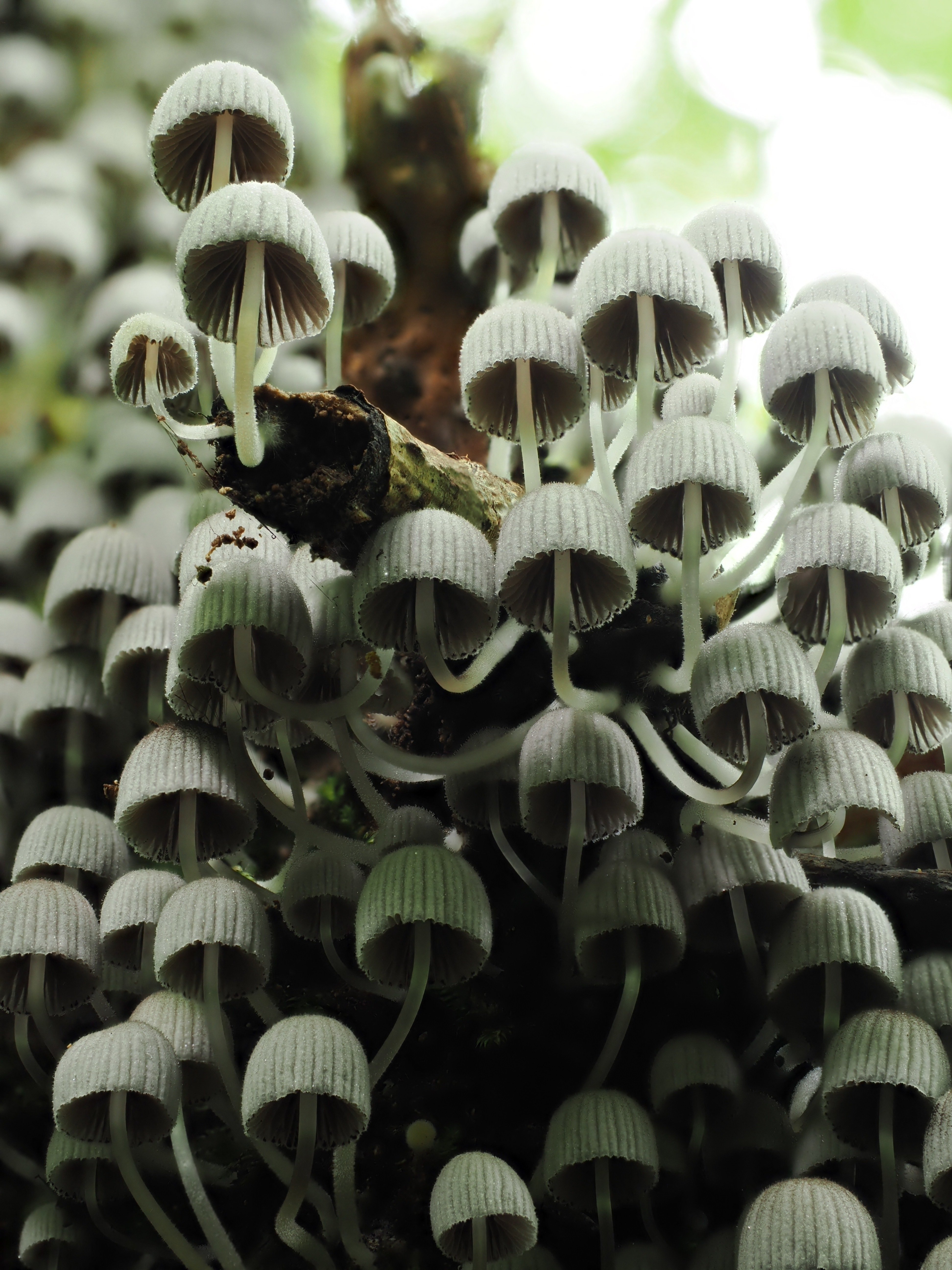 きのこの大家族 【奥入瀬 25/9/9】｜奥入瀬日和@星野リゾート
