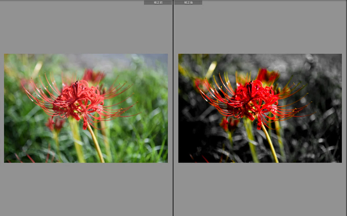彼岸花専用 Lightroom プリセット「曼珠沙華 - Higanbana Float」｜Pen+a