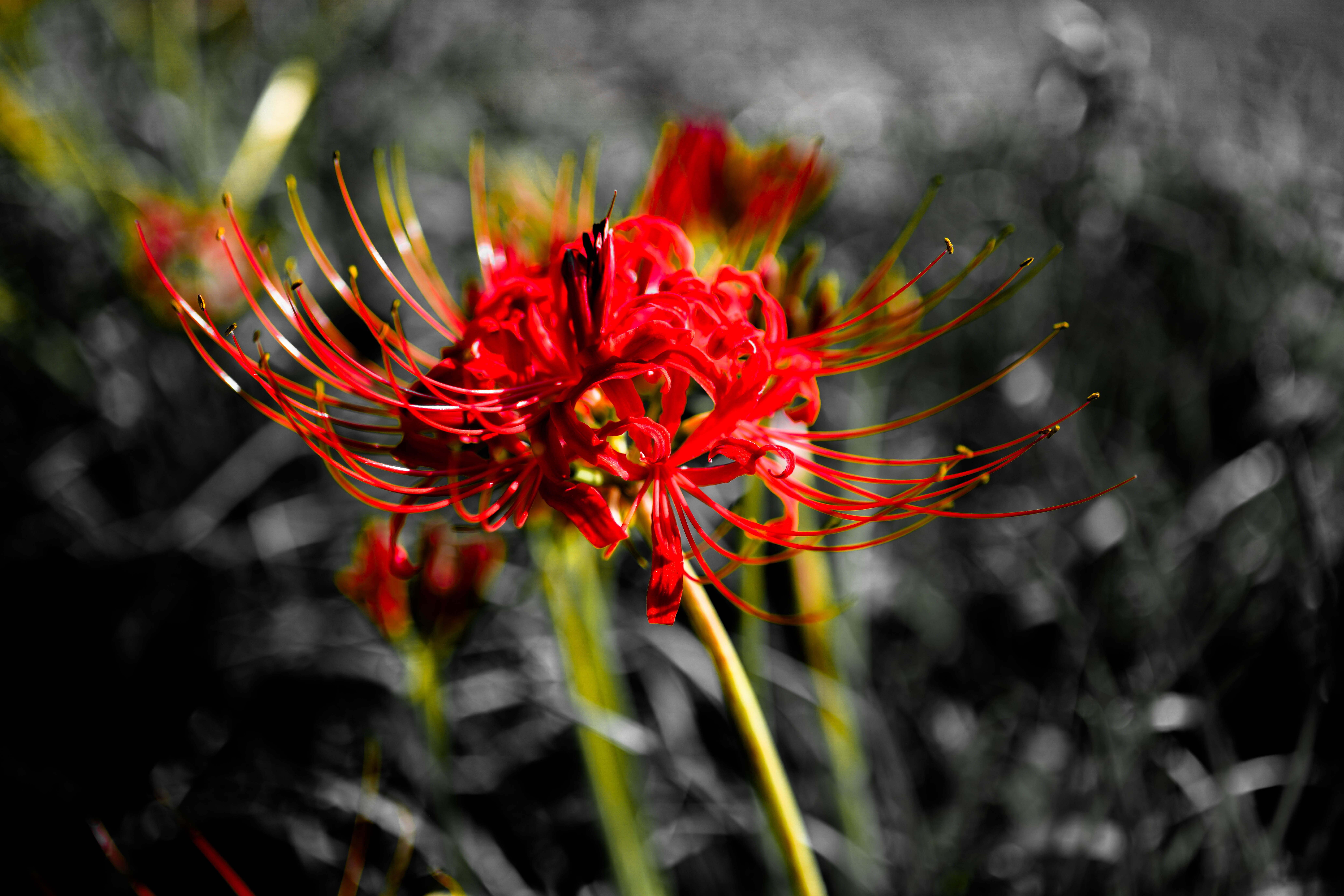 彼岸花専用 Lightroom プリセット「曼珠沙華 - Higanbana Float」｜Pen+a