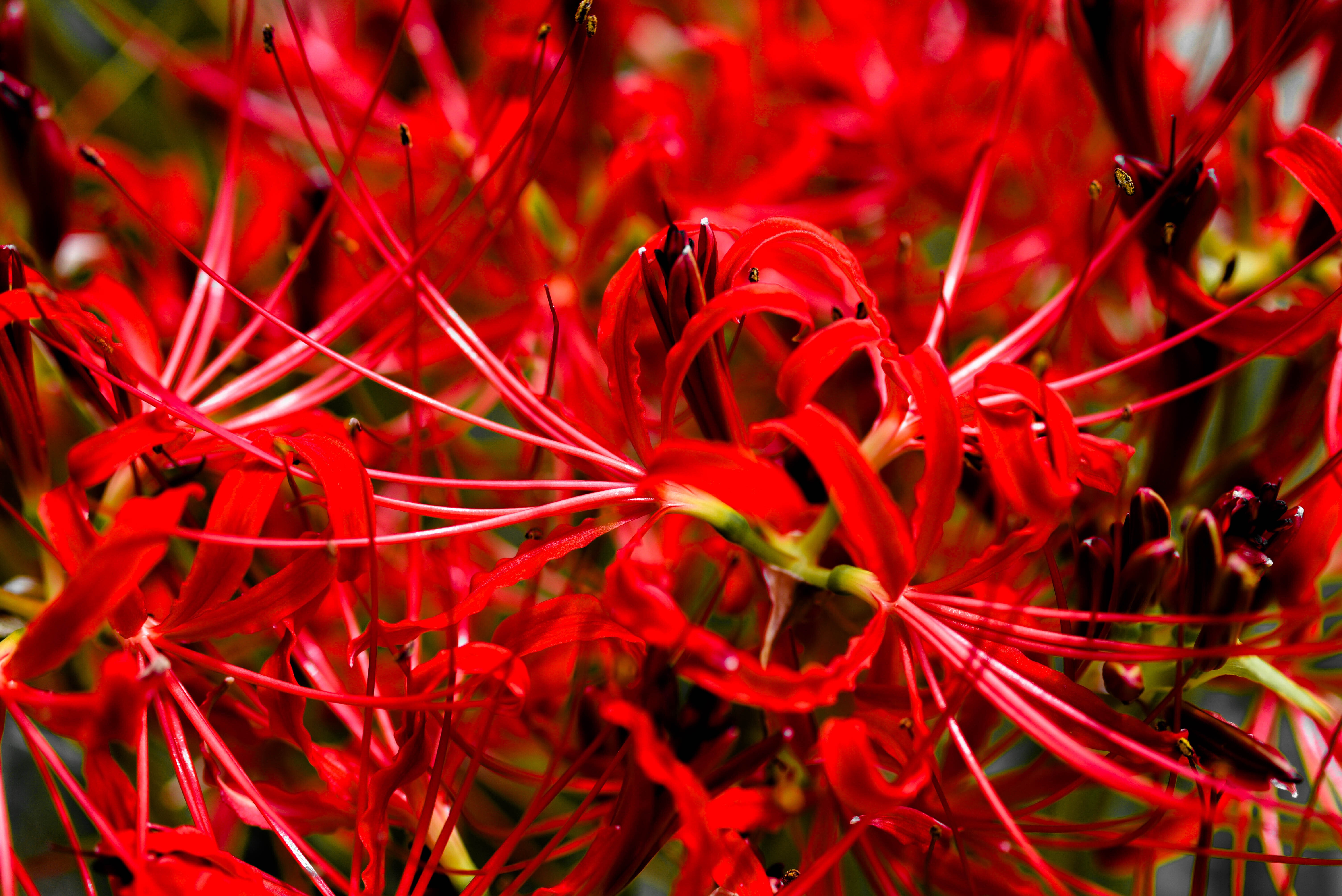 肉質画　【彼岸花】　金 肉質画 【彼岸花】 金 肉質画【彼岸花】金