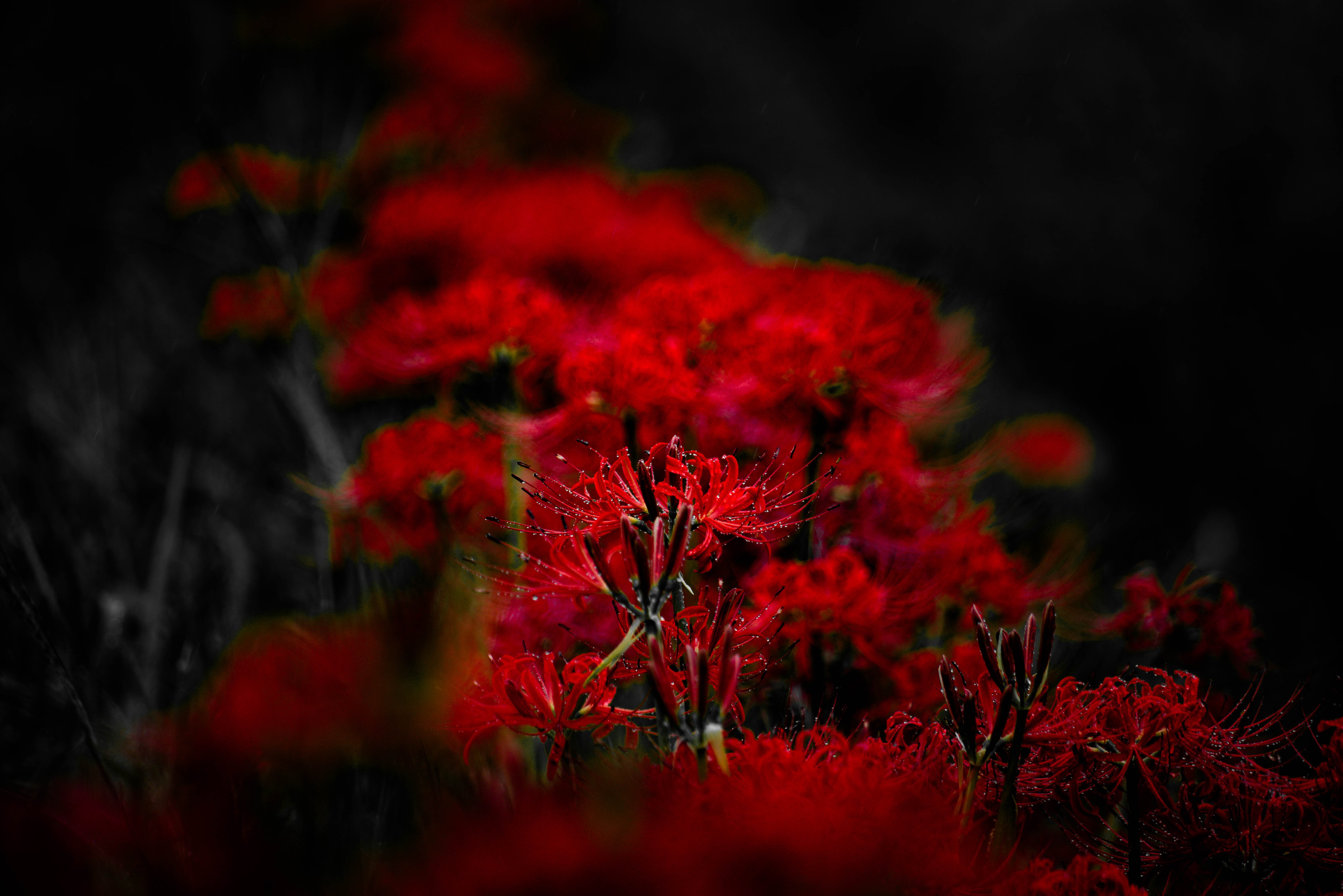 彼岸花専用 Lightroom プリセット「曼珠沙華 - Higanbana Float」｜Pen+a