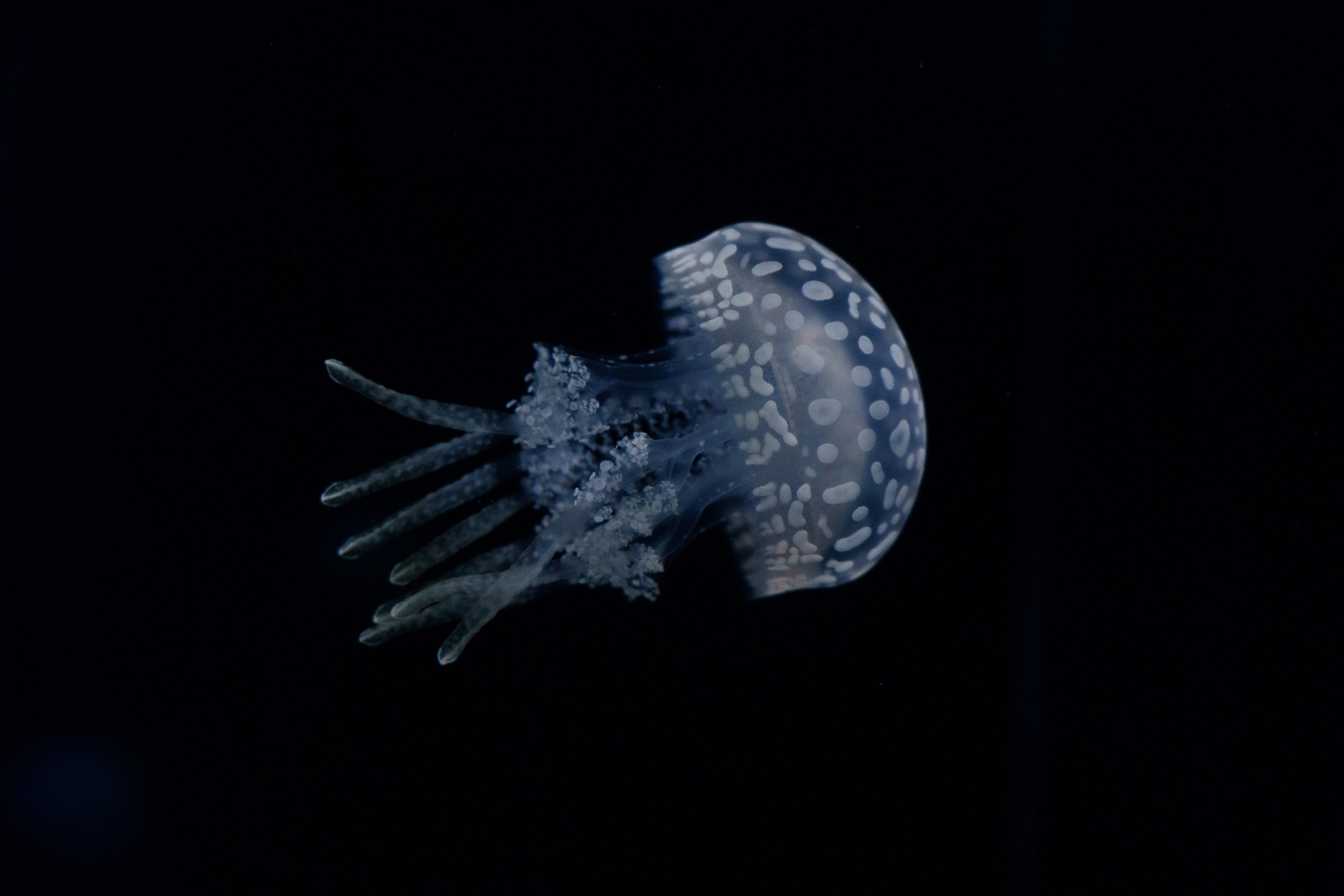 α7RV」✕「江ノ島水族館」｜まえばつよし