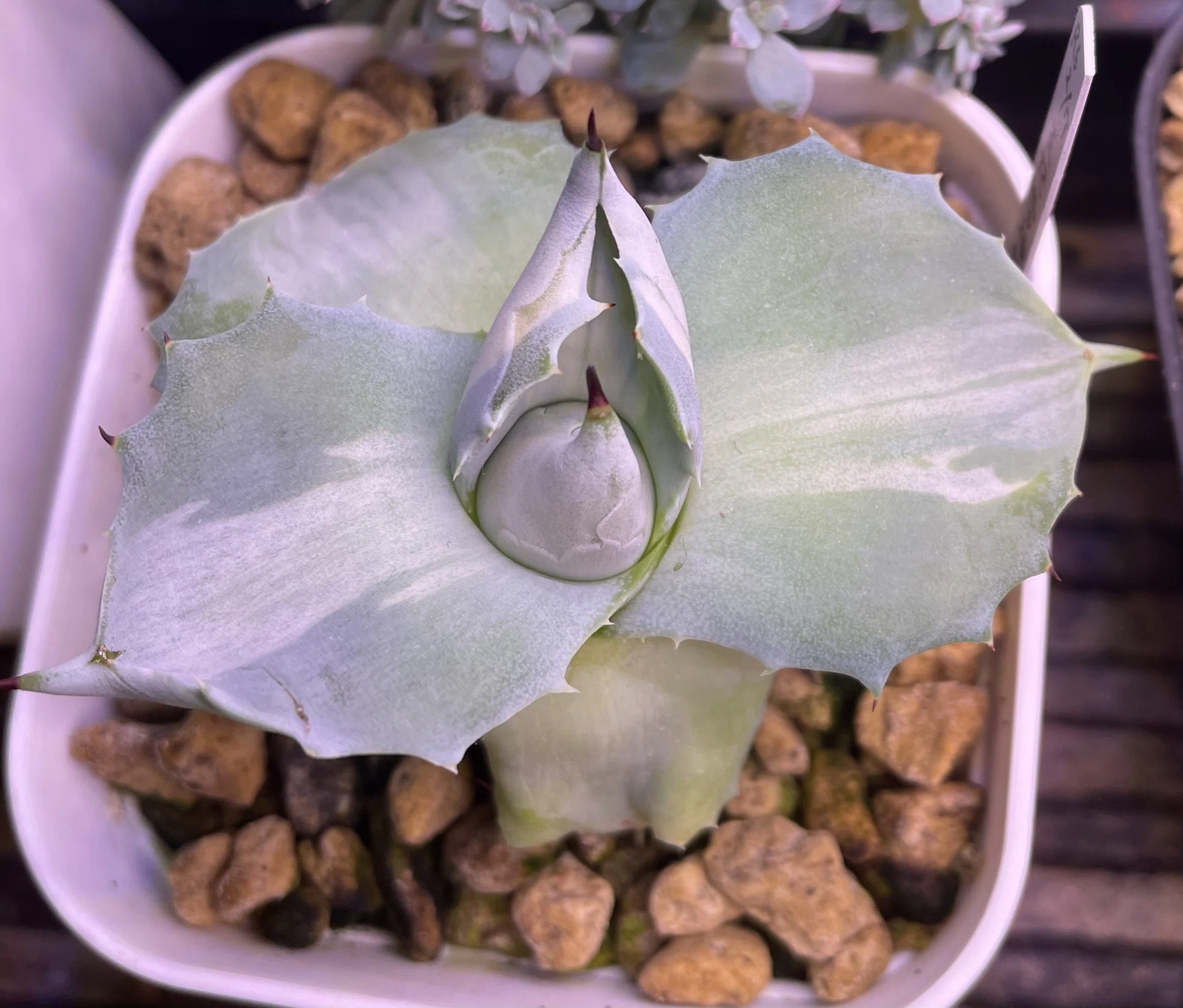 初心者でも失敗しないアガベ選び - 小型品種で始める多肉植物ライフ
