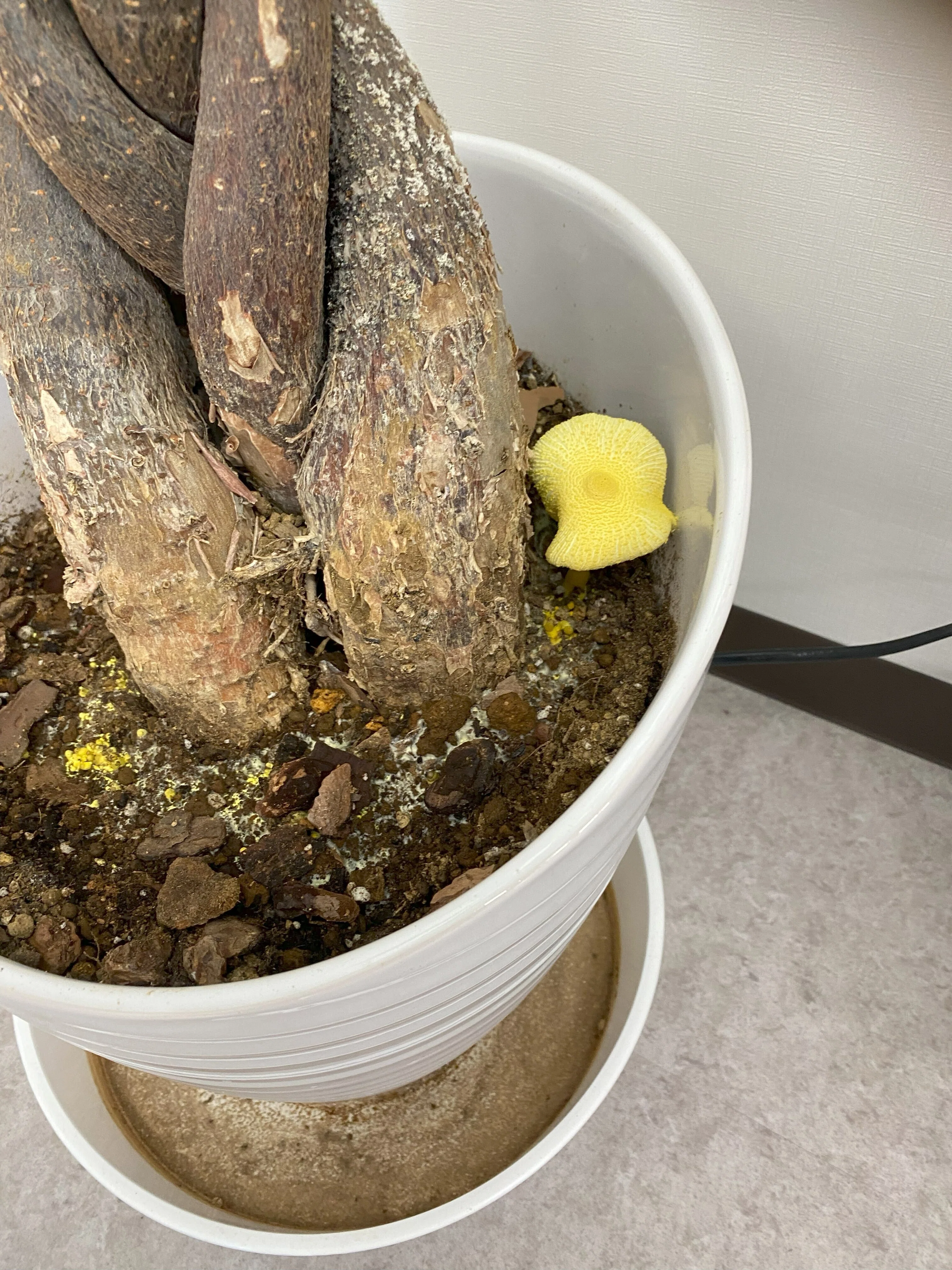キノコ様お取り置き中 きのこおまかせセット[定期宅配] | 坂ノ途中 | サステナブルな有機野菜