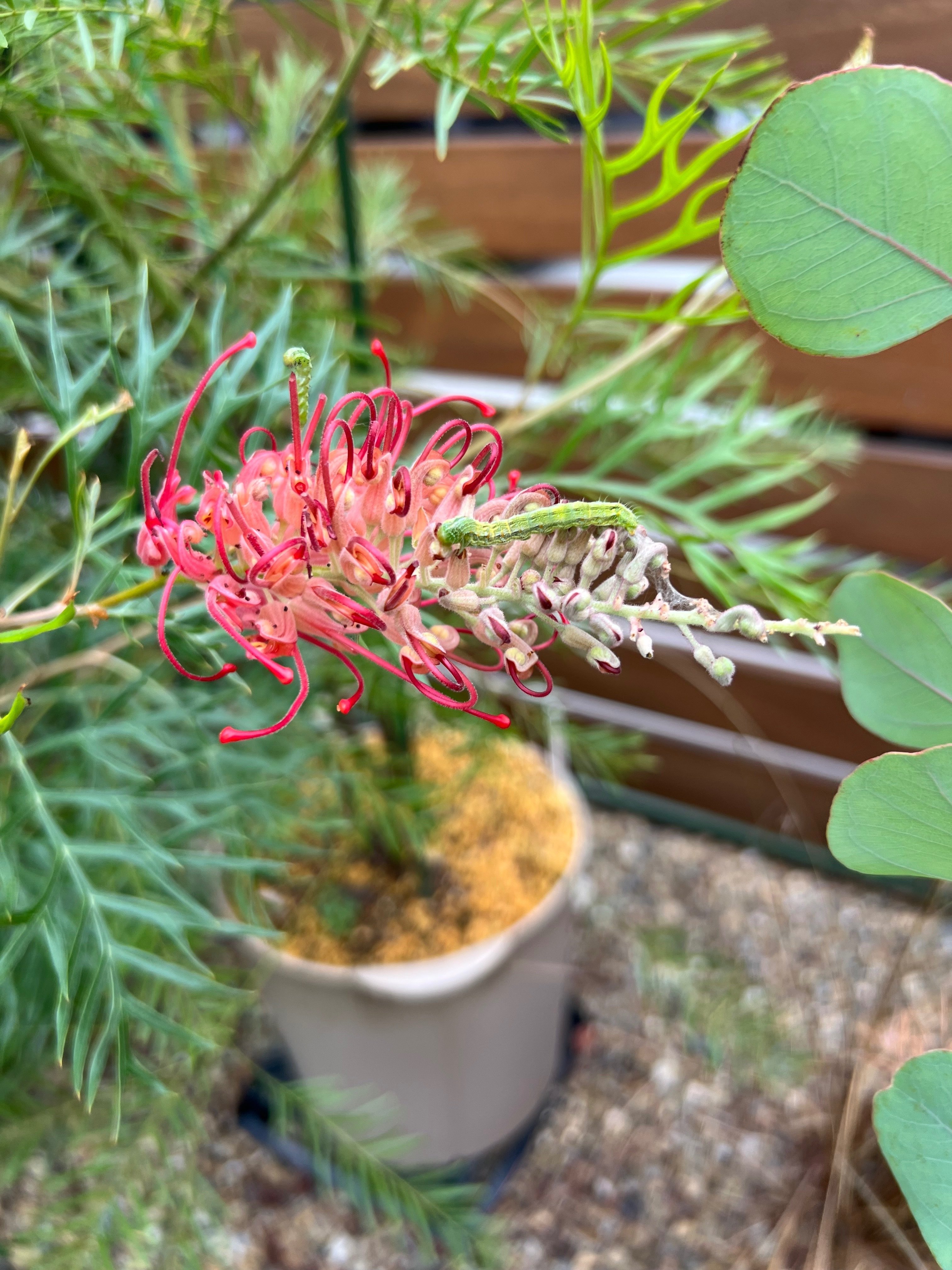 ①つぼみ沢山人気のオージープランツ・グレビリア・ロビンゴードン ①つぼみ沢山人気のオージープランツ・グレビリア・ロビンゴードン