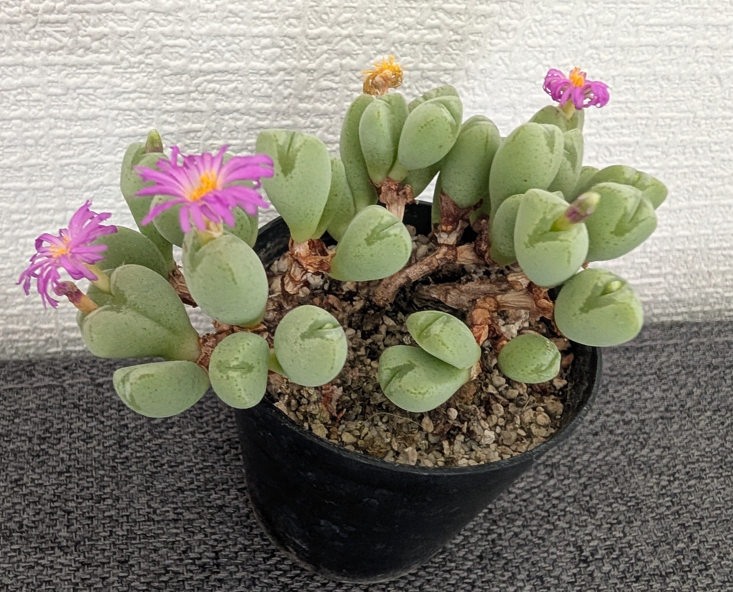 コノフィツム 自分育っているコノフィツム 記録写真 成長記録】コノフィツムに花が咲きました｜栽培したいゆ