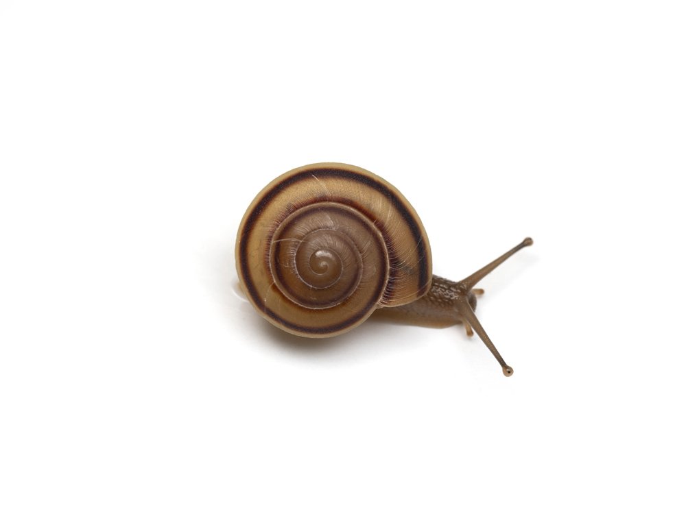 絶滅が危惧されるカタツムリ2種の生息域外保全｜竜洋昆虫自然観察公園