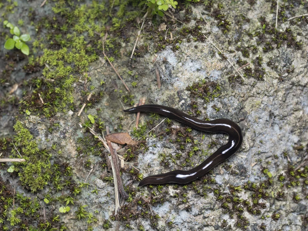 絶滅が危惧されるカタツムリ2種の生息域外保全｜竜洋昆虫自然観察公園