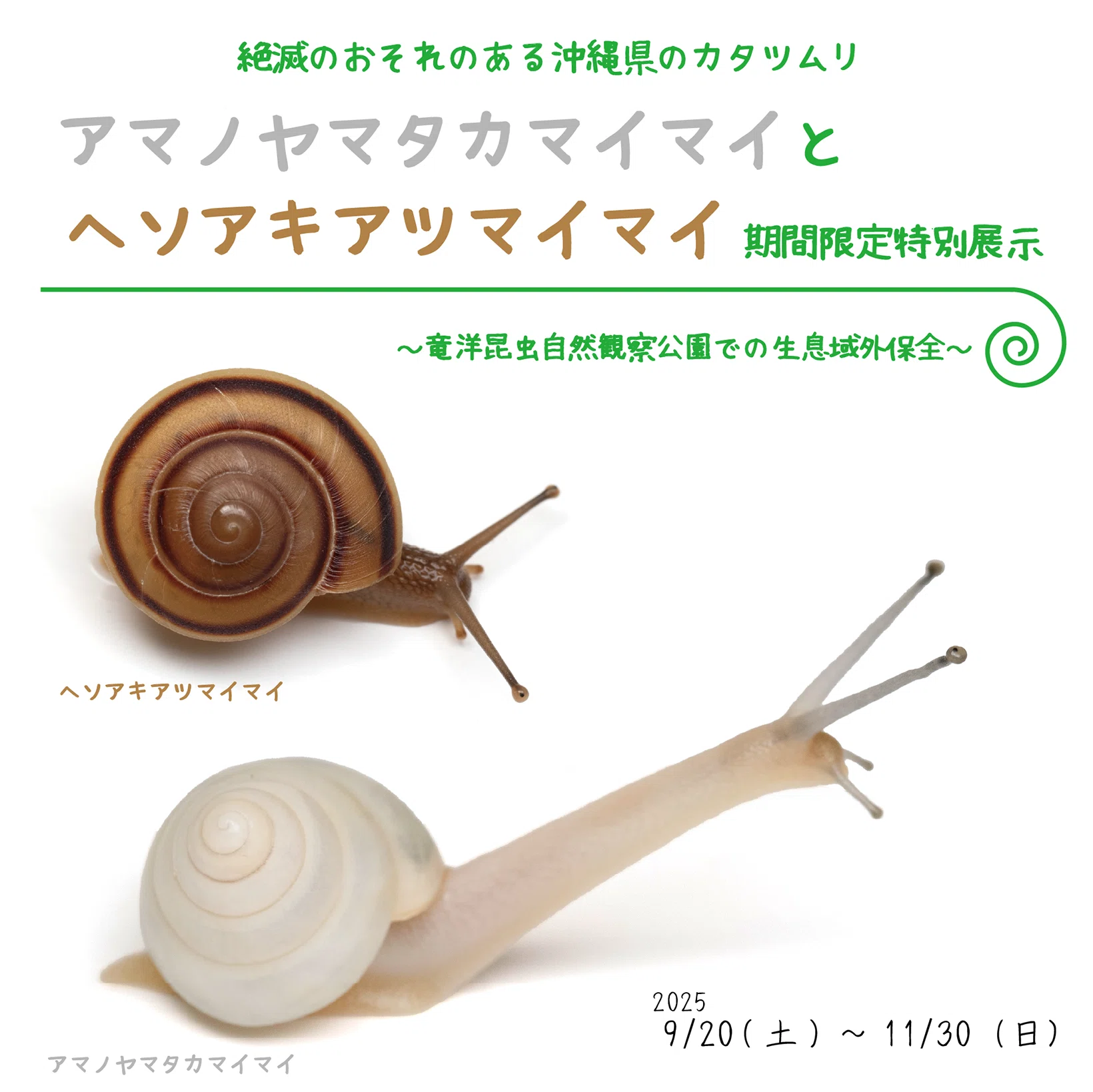 絶滅が危惧されるカタツムリ2種の生息域外保全|竜洋昆虫自然観察公園 絶滅が危惧されるカタツムリ2種の生息域外保全|竜洋昆虫自然観察公園