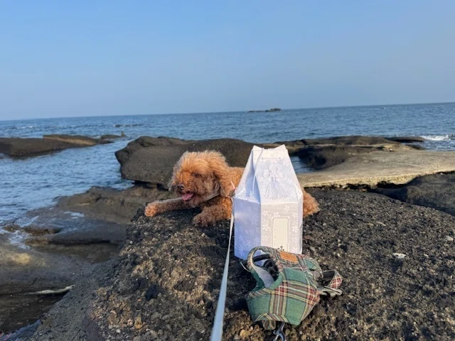 I cannot say goodbye just yet.｜まつの うみ｜人生の再起動ブースター💨｜星読み💫