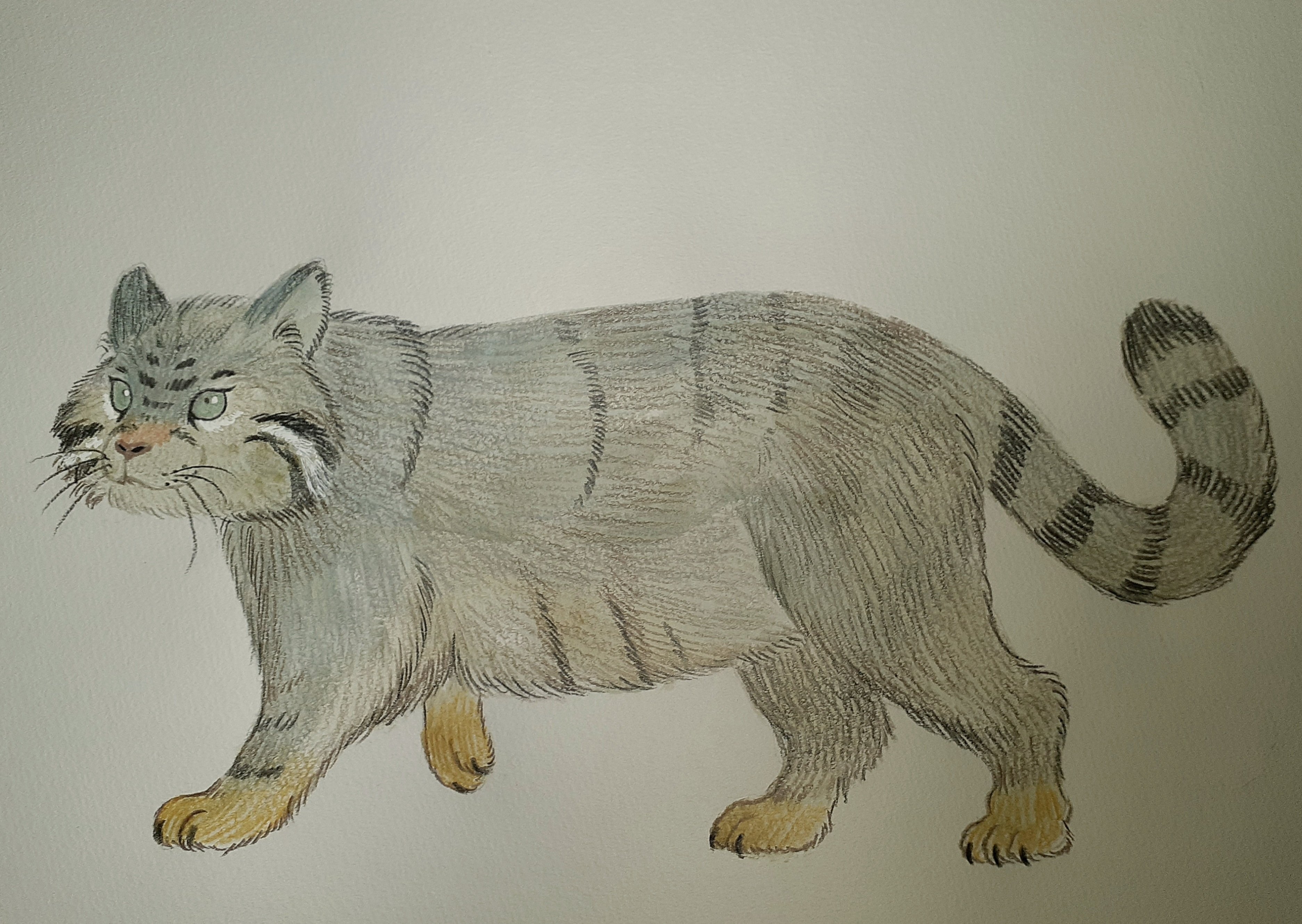 イラスト】マヌルネコ｜TechpanCreate（テクパン・クリエイト）