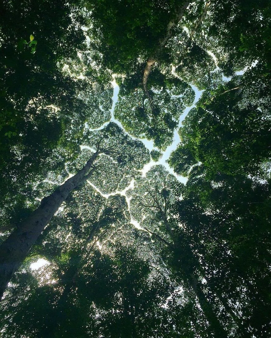 Crown Shyness