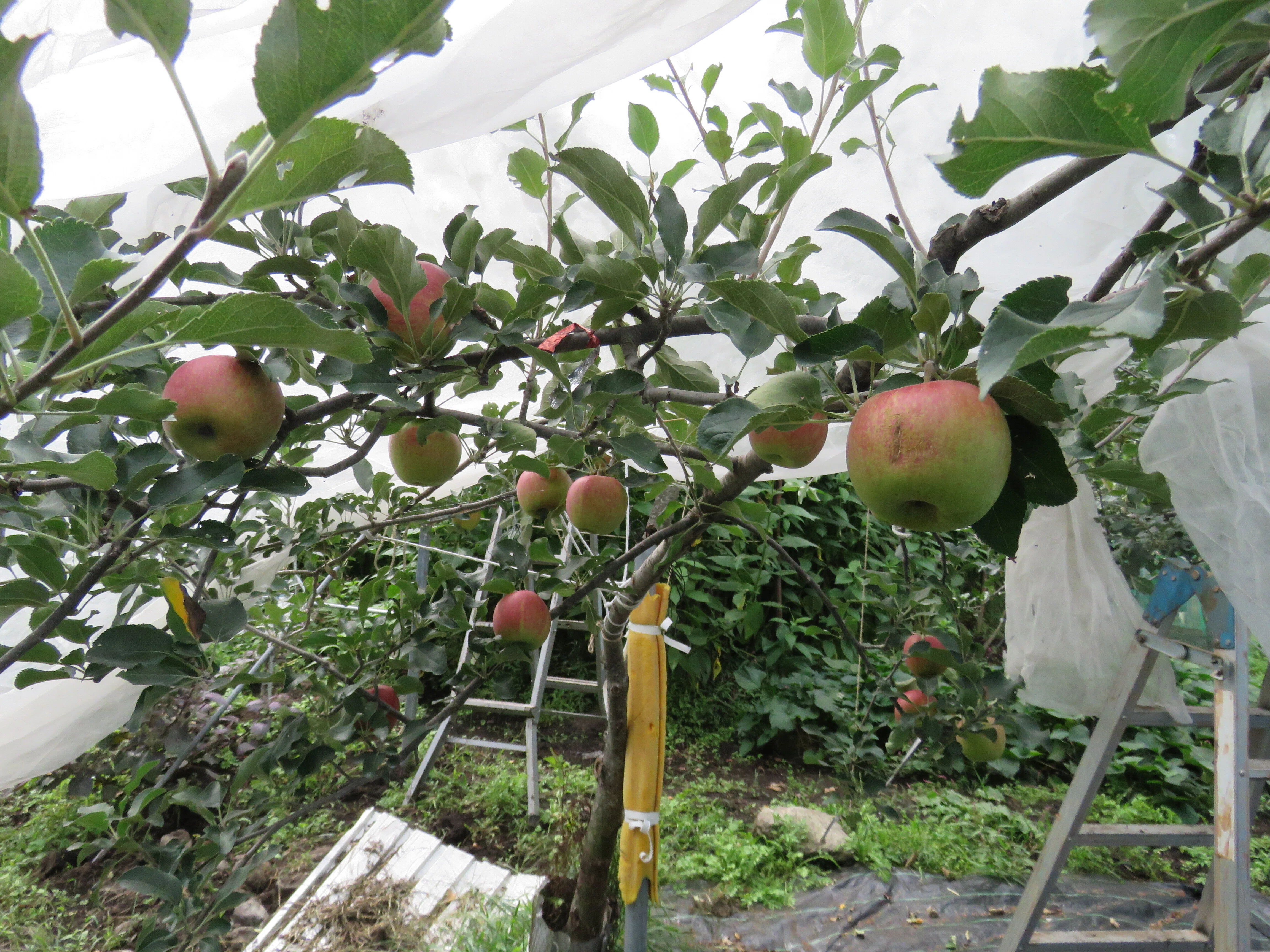 素人のリンゴ栽培奮闘記 秋編｜yamaの田舎暮チャンネル